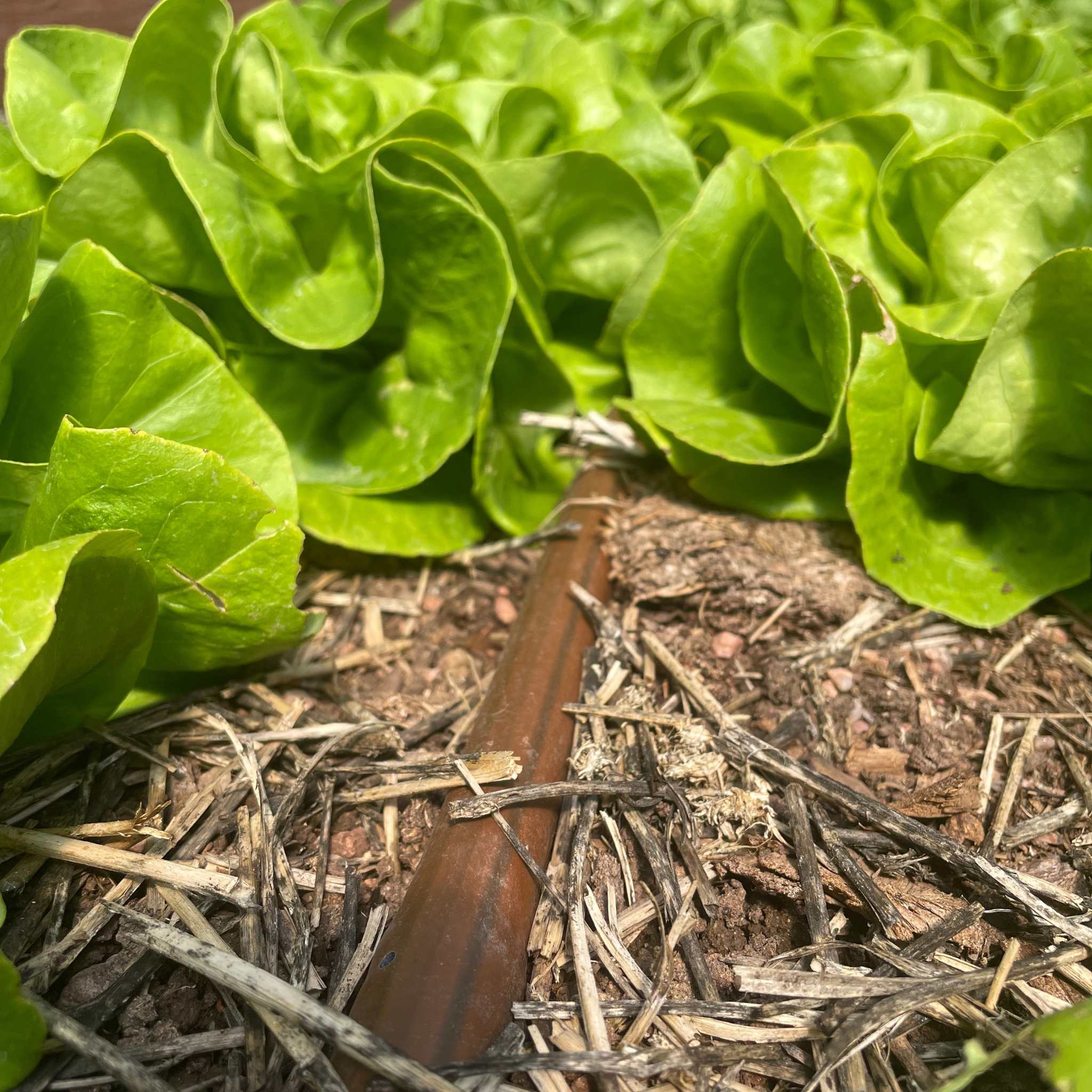 bootstrap-farmer-greenhouse-drip-irrigation-kit-customizable-12-inch-emitter-spa image 8