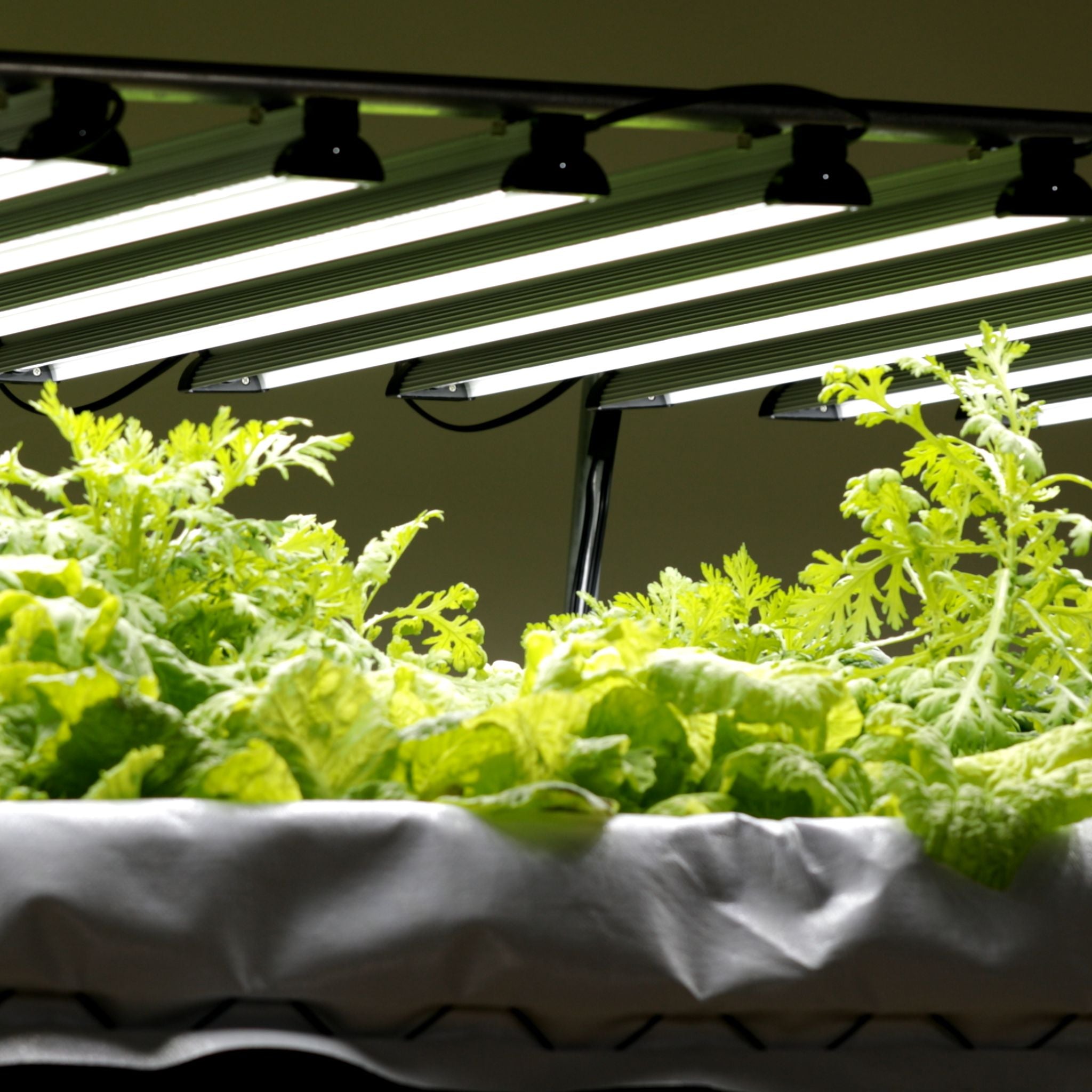 bootstrap-farmer-80w-dual-spectrum-led-grow-light-4-ft image 2