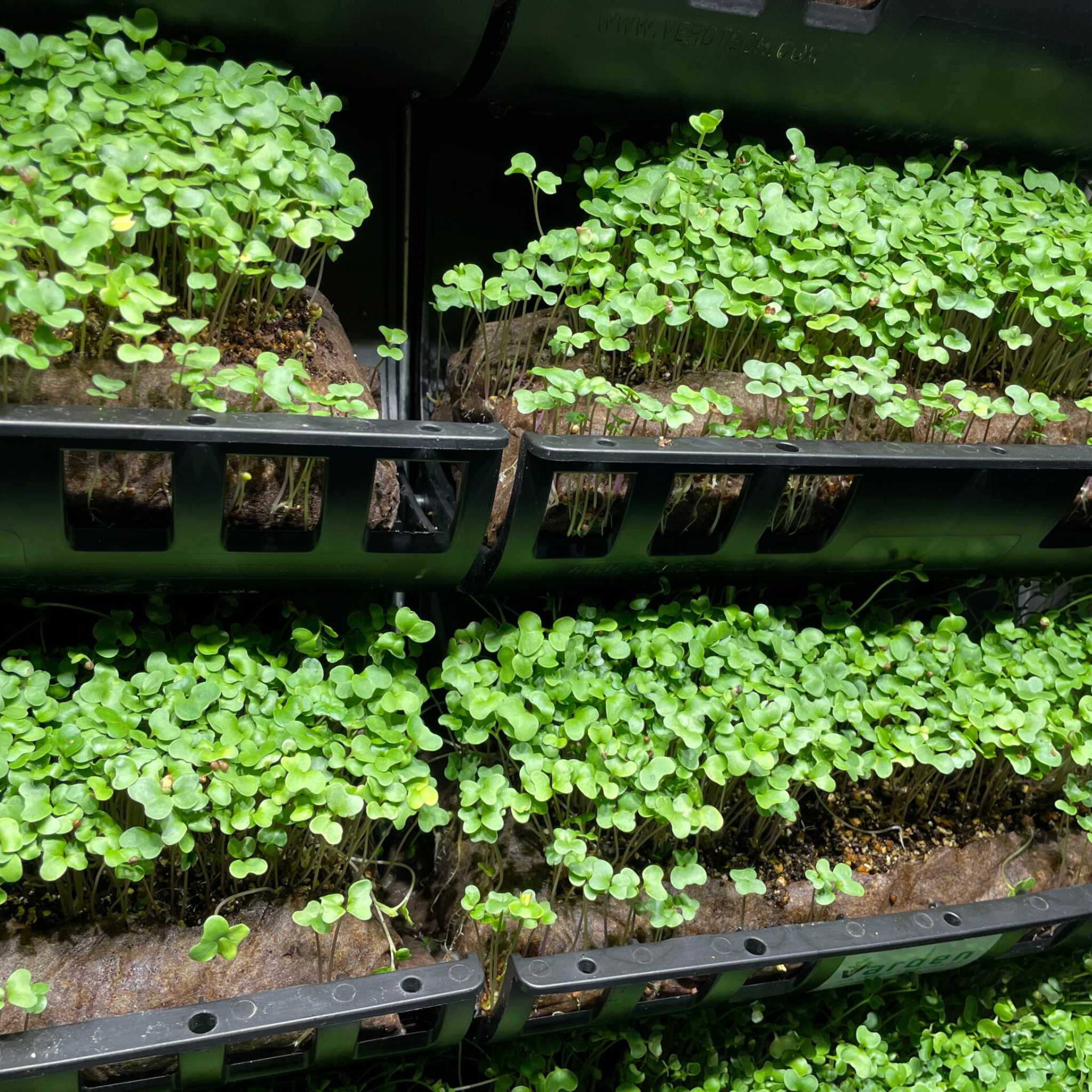 bootstrap-farmer-filled-ellepot-pouches-for-vertical-gardens-5-x12-compostable image 6