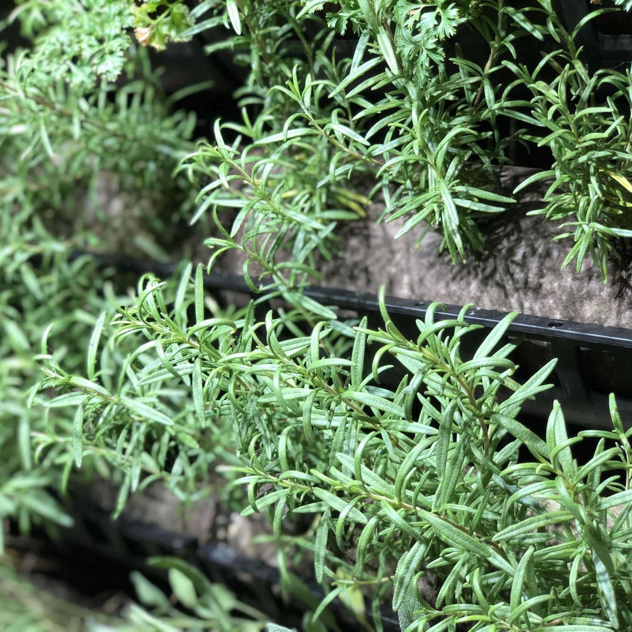 bootstrap-farmer-filled-ellepot-pouches-for-vertical-gardens-5-x12-compostable image 4