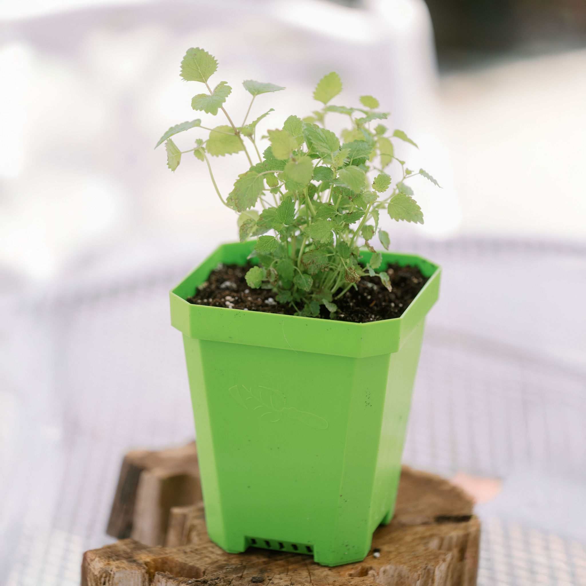 bootstrap-farmer-5-heavy-duty-nursery-pots-reusable-fits-1020-tray image 6