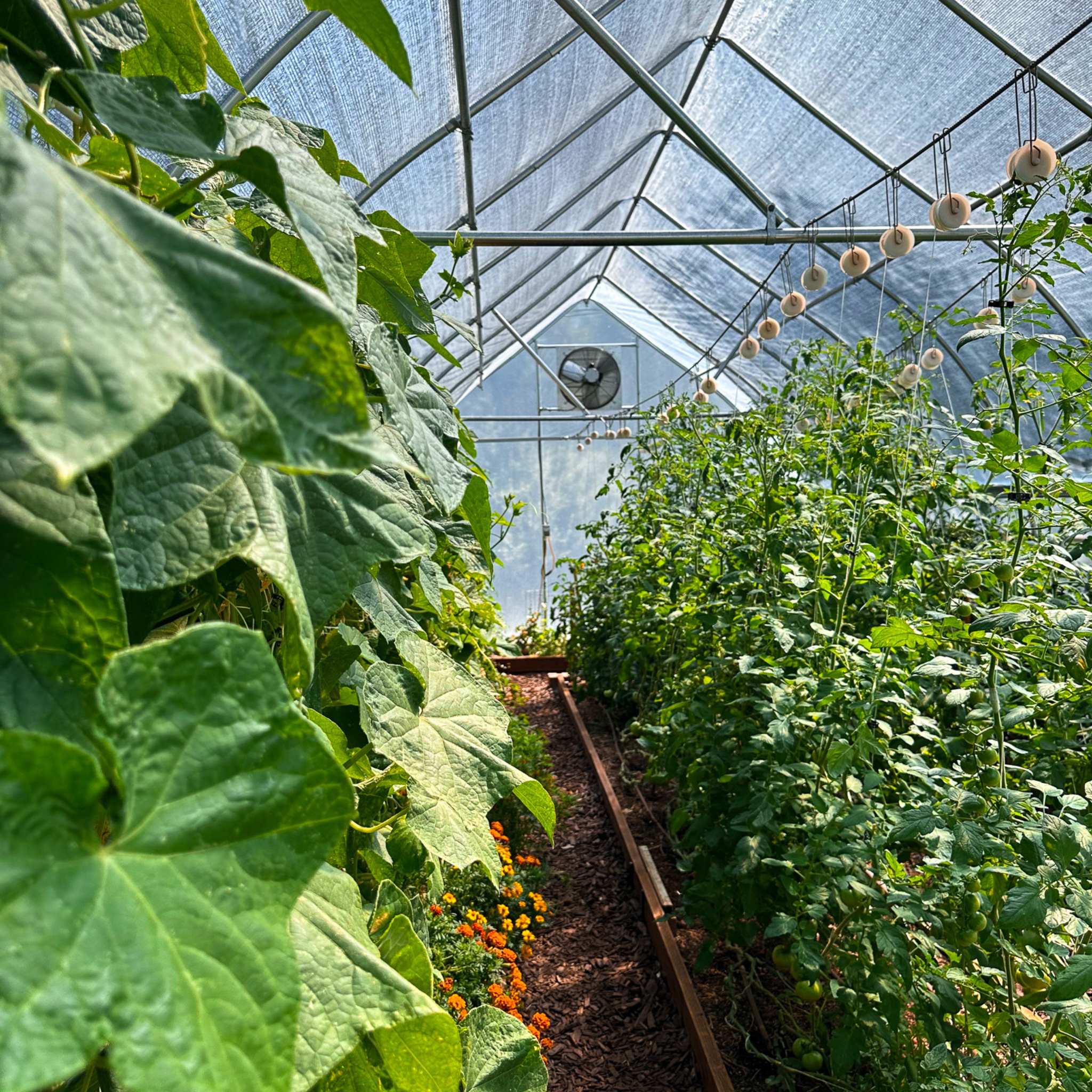 bootstrap-farmer-greenhouse-shutter-mount-exhaust-fan-12-24-36-sizes image 2