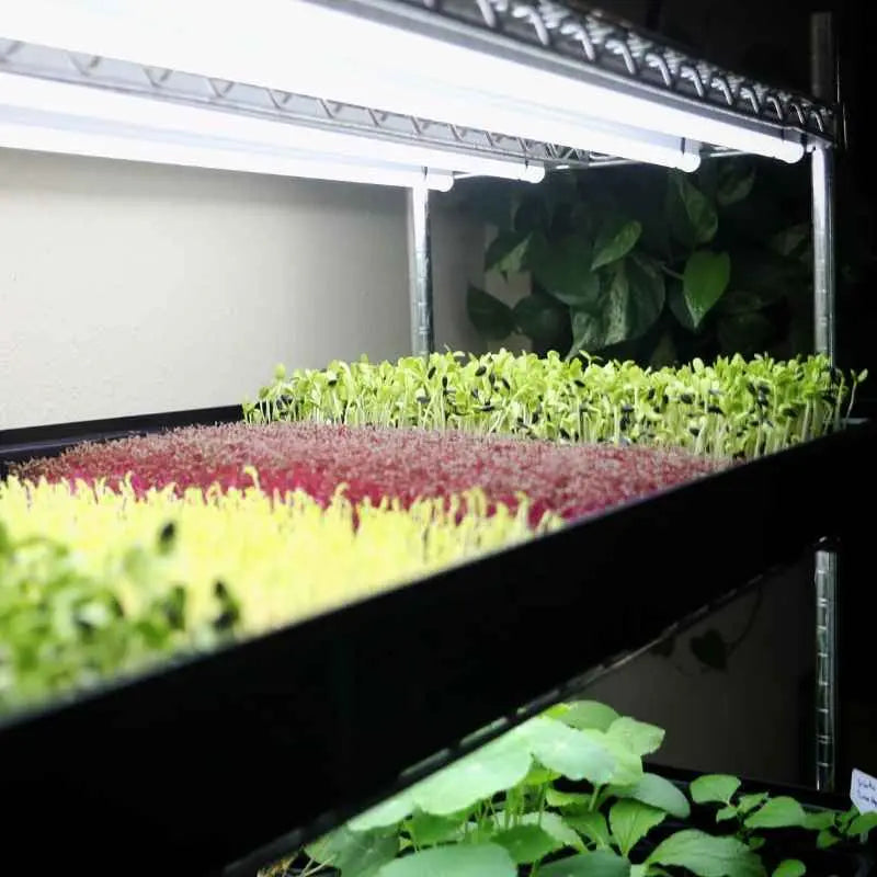 bootstrap-farmer-automated-vertical-propagation-rack-grow-rack-system image 3