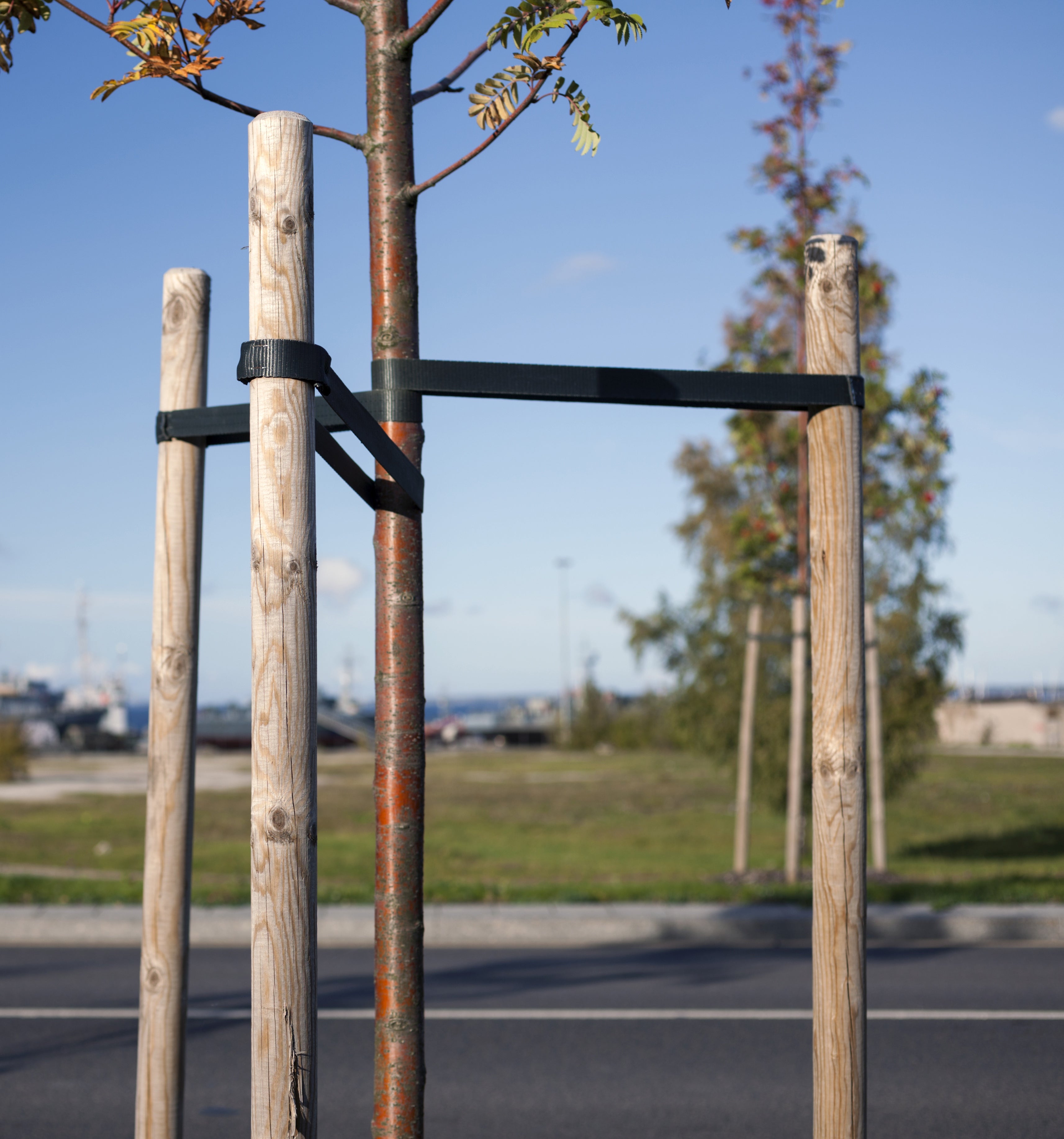 greenes-fence-6-ft-wooden-tree-stakes-untreated-round-lodge-pole-stakes-for-tree image 3