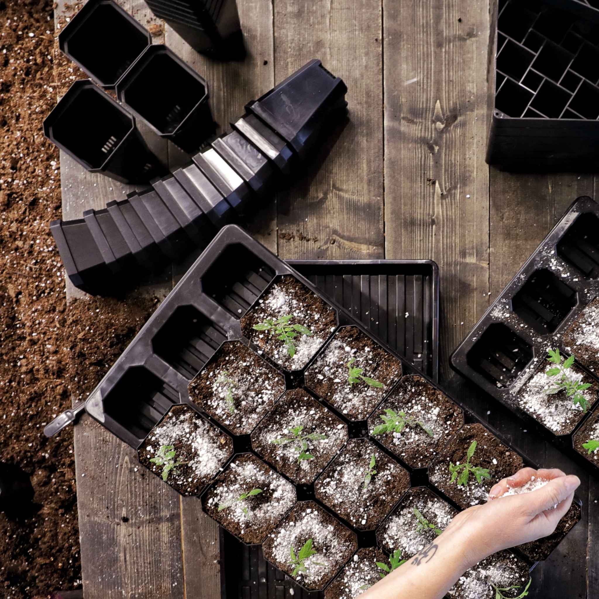 bootstrap-farmer-the-market-gardener-seed-starting-bundle-720-seeds-72-cell-tray image 2