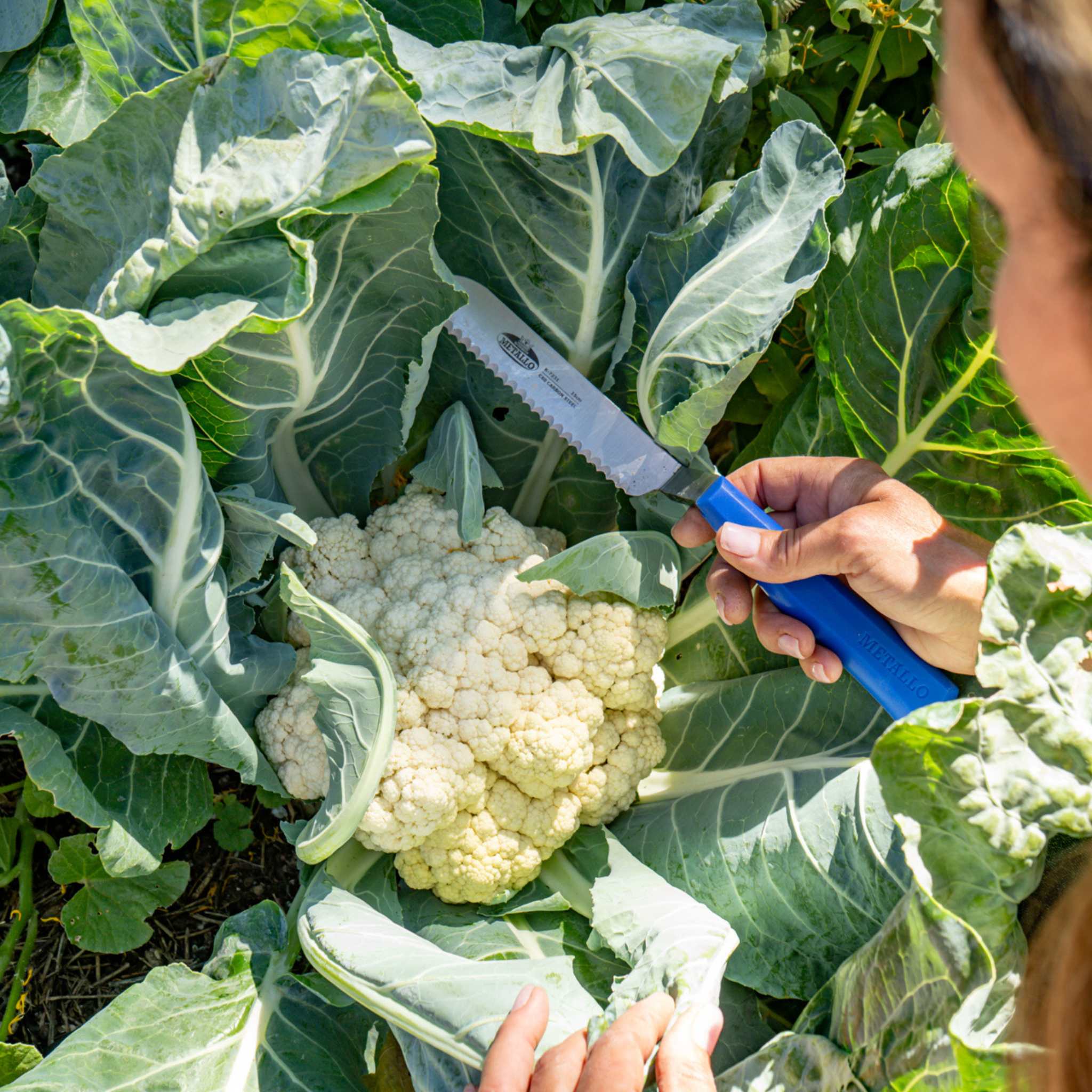 bootstrap-farmer-serrated-harvest-knife-for-spinach-leafy-greens-5-9-offset-blad image 3
