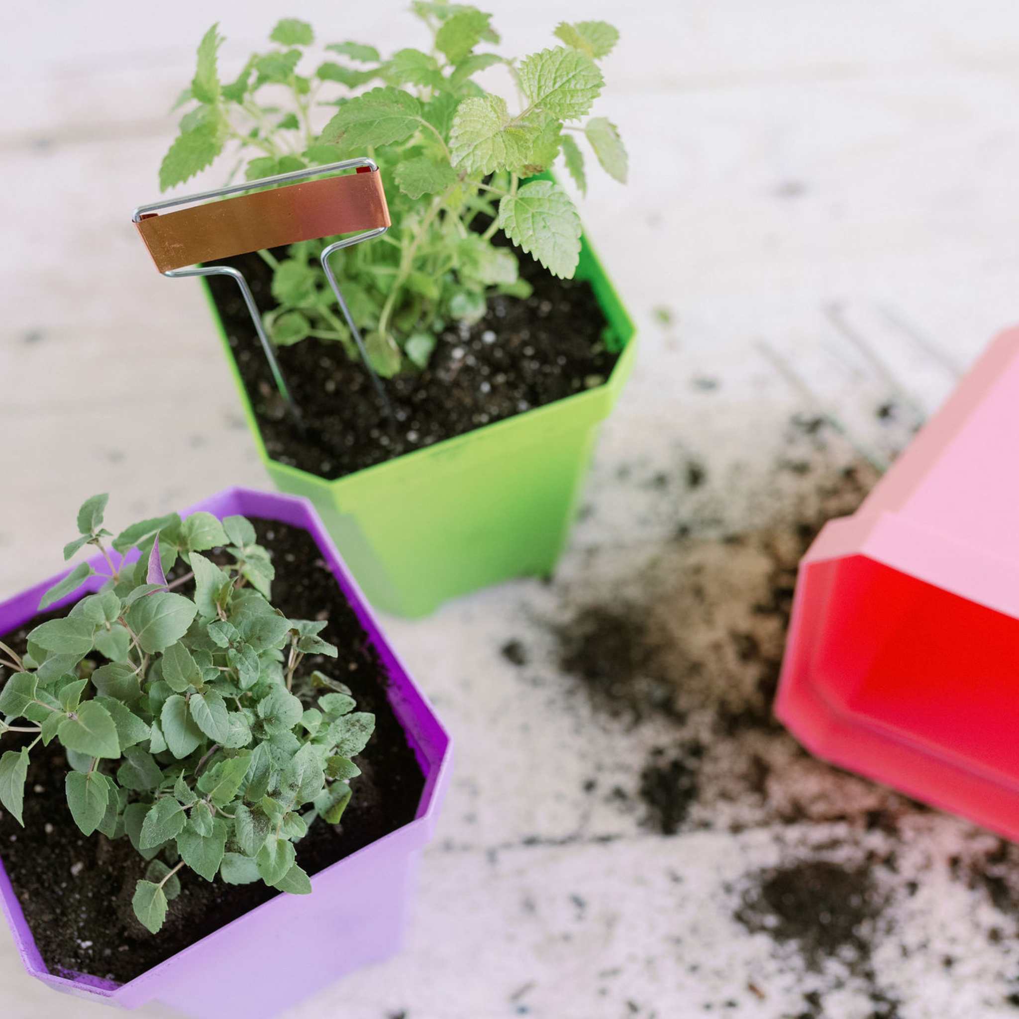 bootstrap-farmer-5-heavy-duty-nursery-pots-reusable-fits-1020-tray image 3