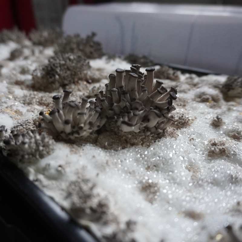 bootstrap-farmer-mushroom-grow-kit-complete-setup-with-trays-and-coco-coir image 3