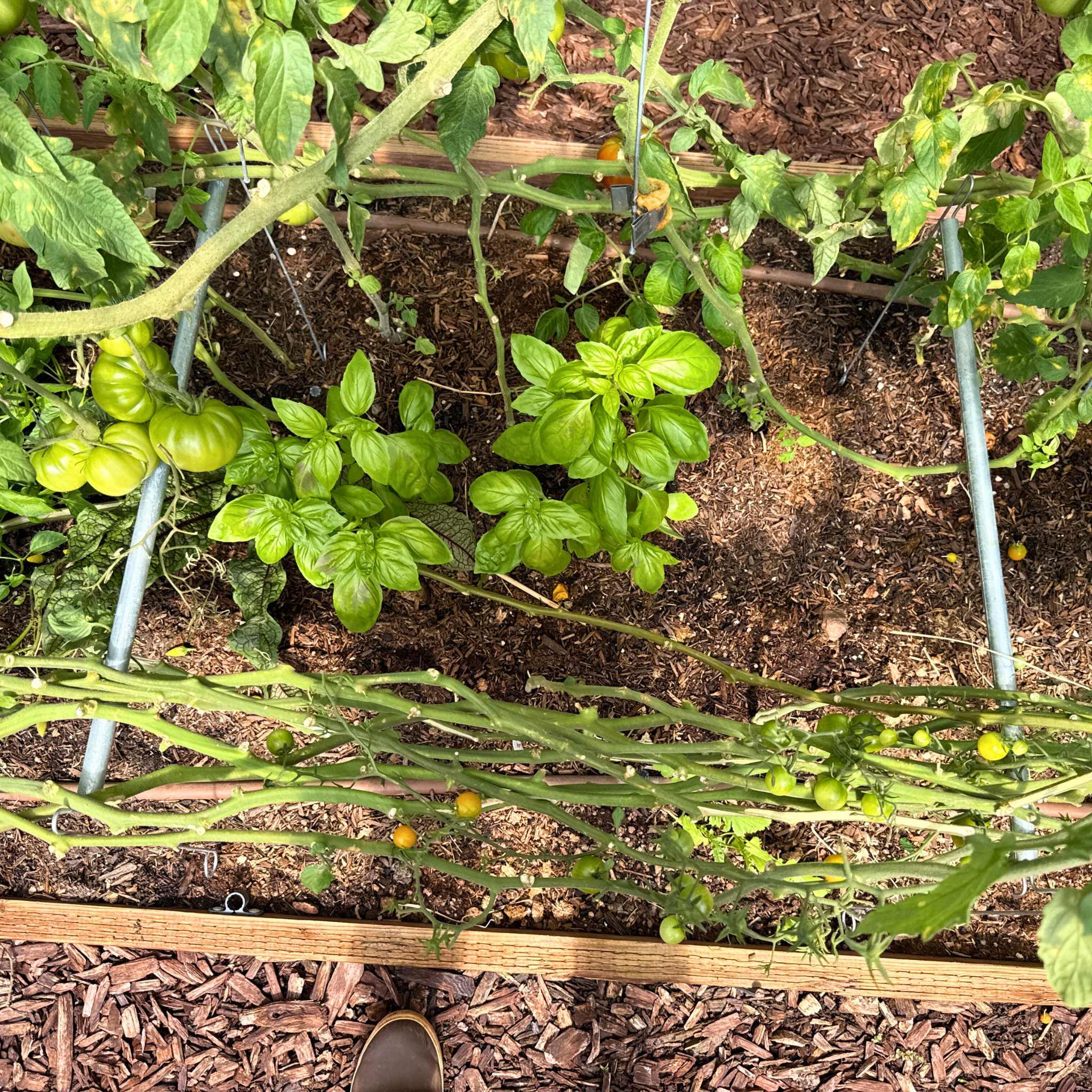 bootstrap-farmer-vine-buddy-trellis-support-lower-and-lean-vine-system image 4