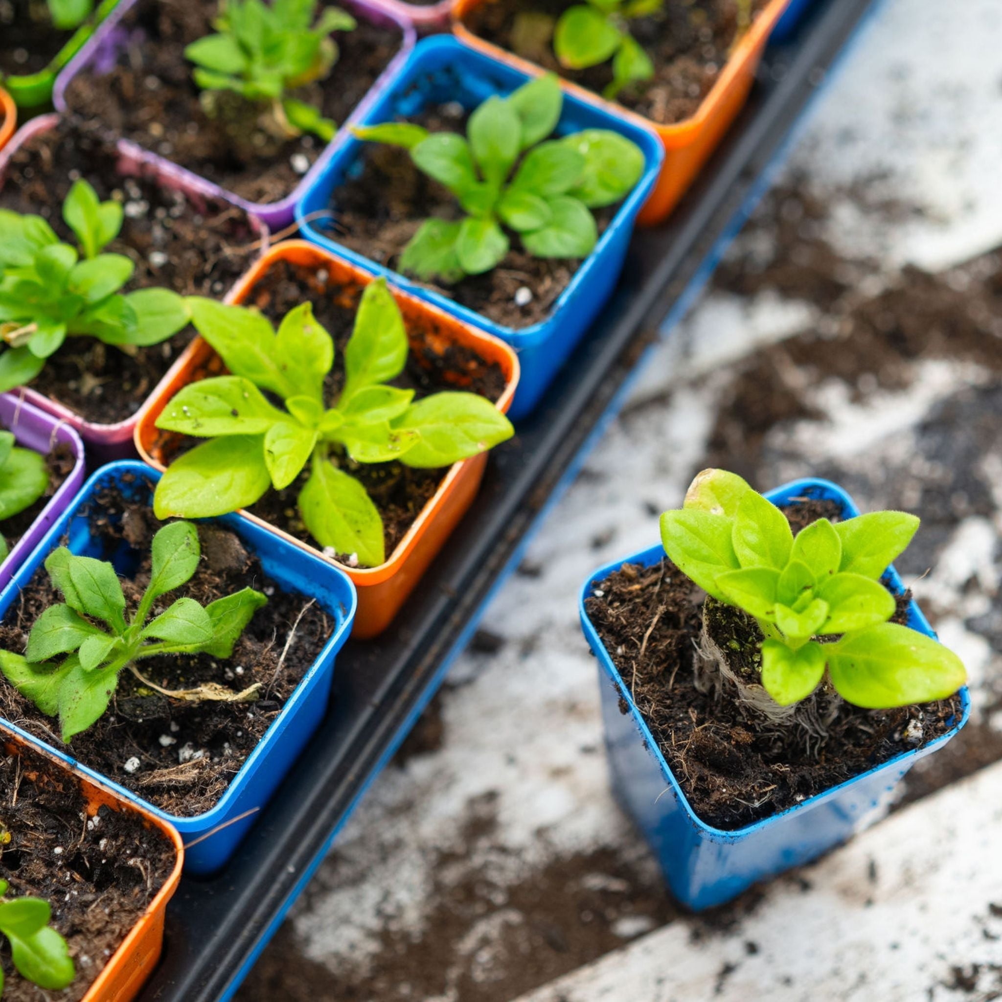 bootstrap-farmer-32-cell-reusable-plant-starter-trays-with-inserts image 6
