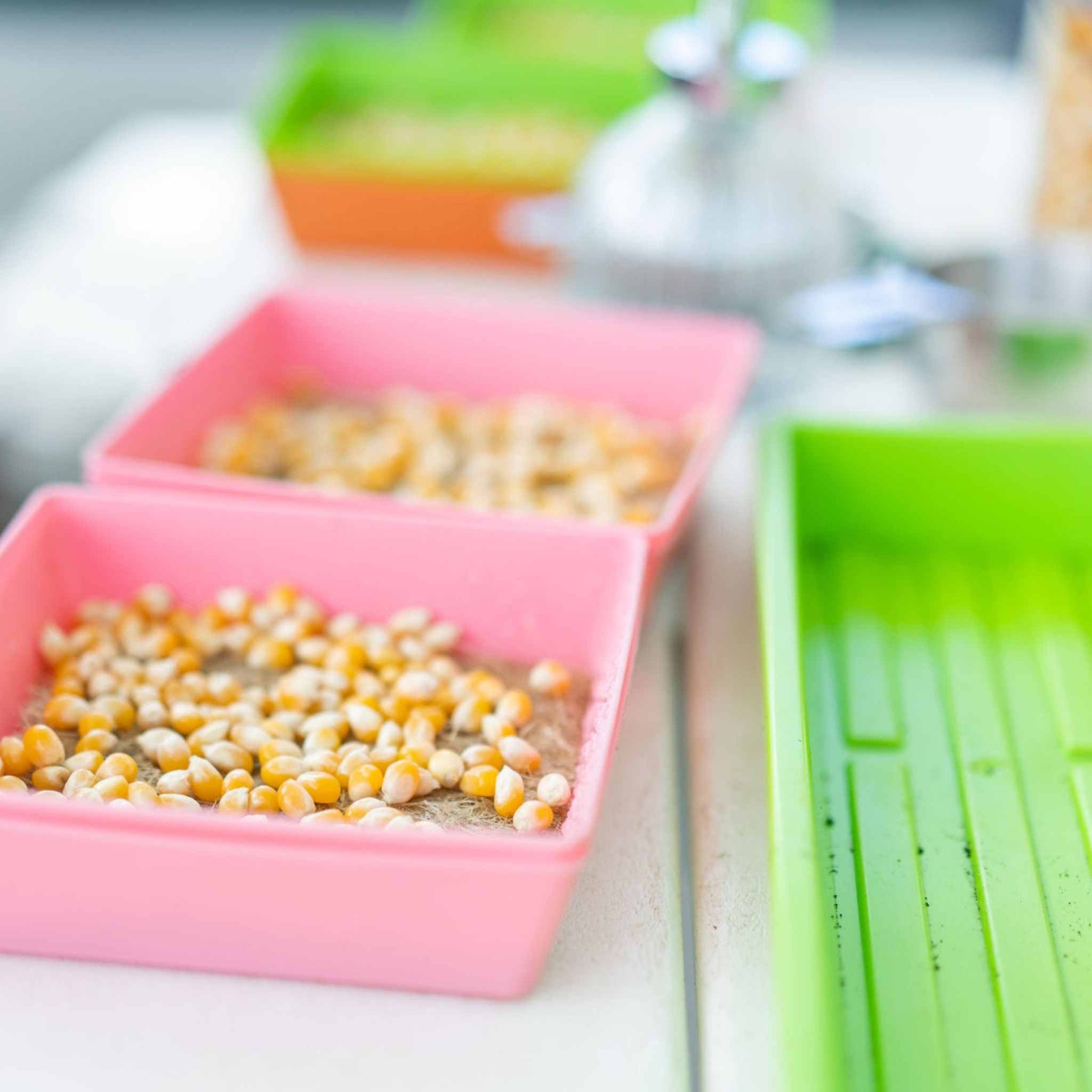 bootstrap-farmer-classroom-microgreens-bundle-complete-stem-kit image 5