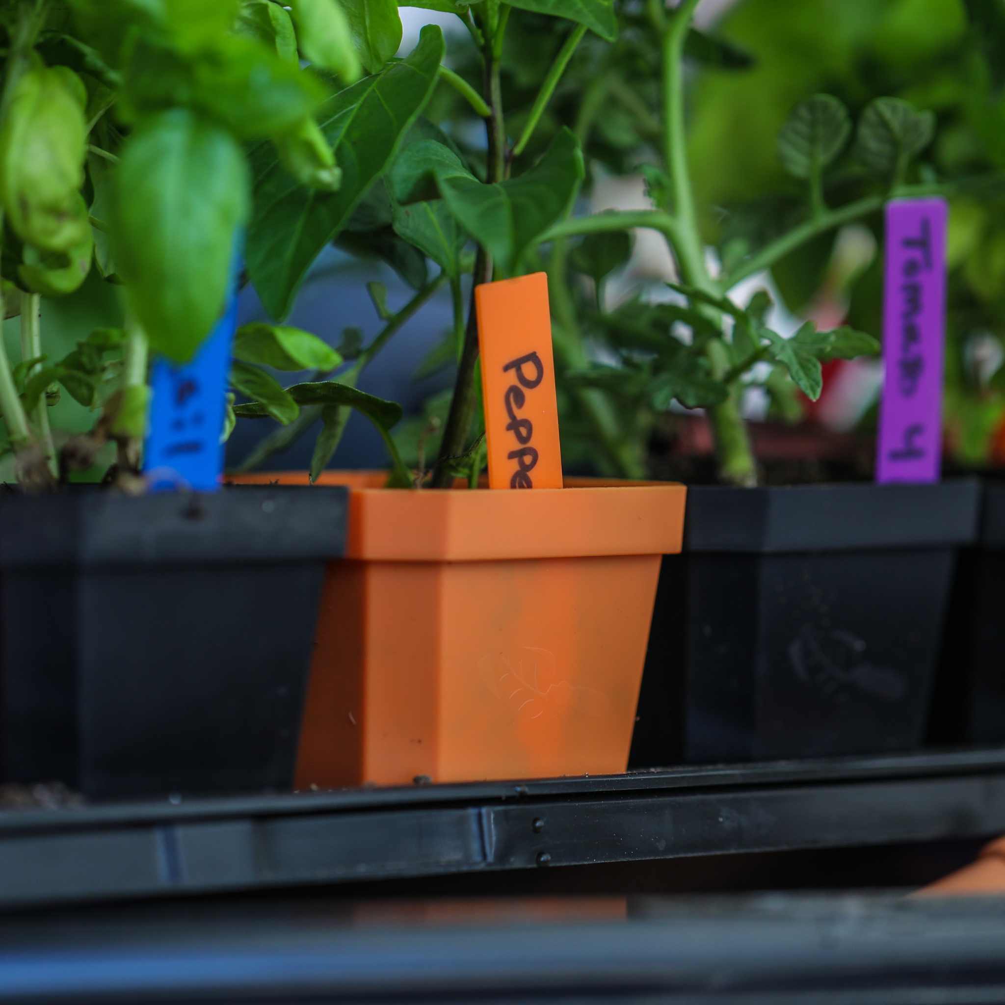 bootstrap-farmer-multi-color-plant-labels-100-count-4-inch-durable-garden-marker image 4