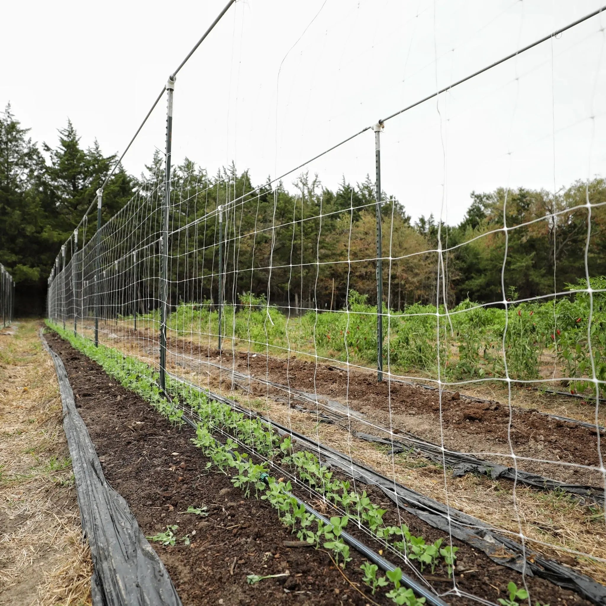 bootstrap-farmer-trellis-netting-6-mesh-durable-polypropylene-for-vertical-garde image 1
