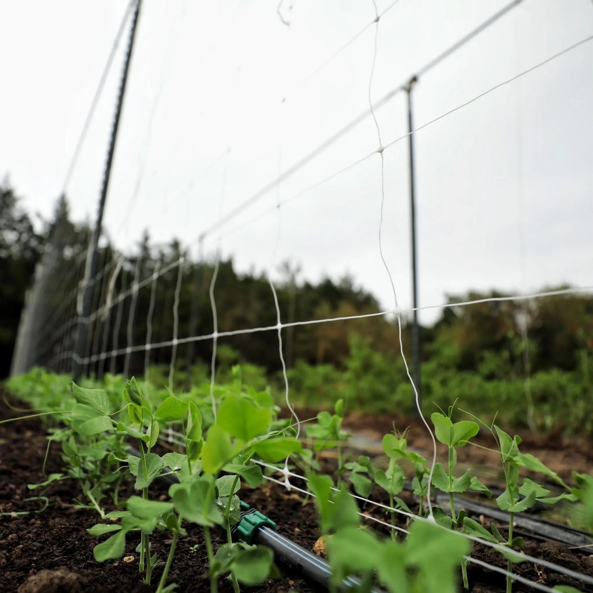 bootstrap-farmer-trellis-netting-6-mesh-durable-polypropylene-for-vertical-garde image 5