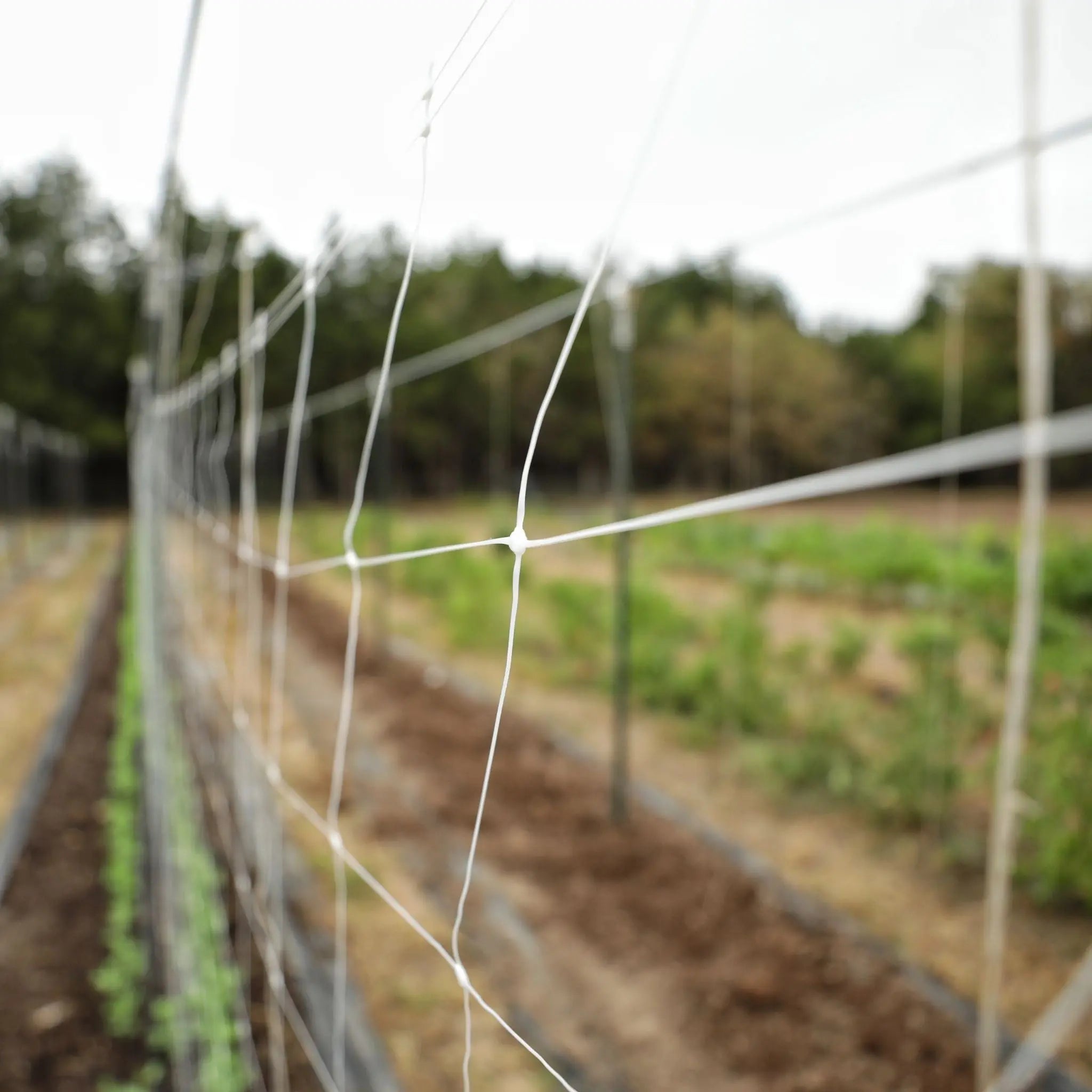 bootstrap-farmer-trellis-netting-6-mesh-durable-polypropylene-for-vertical-garde image 2