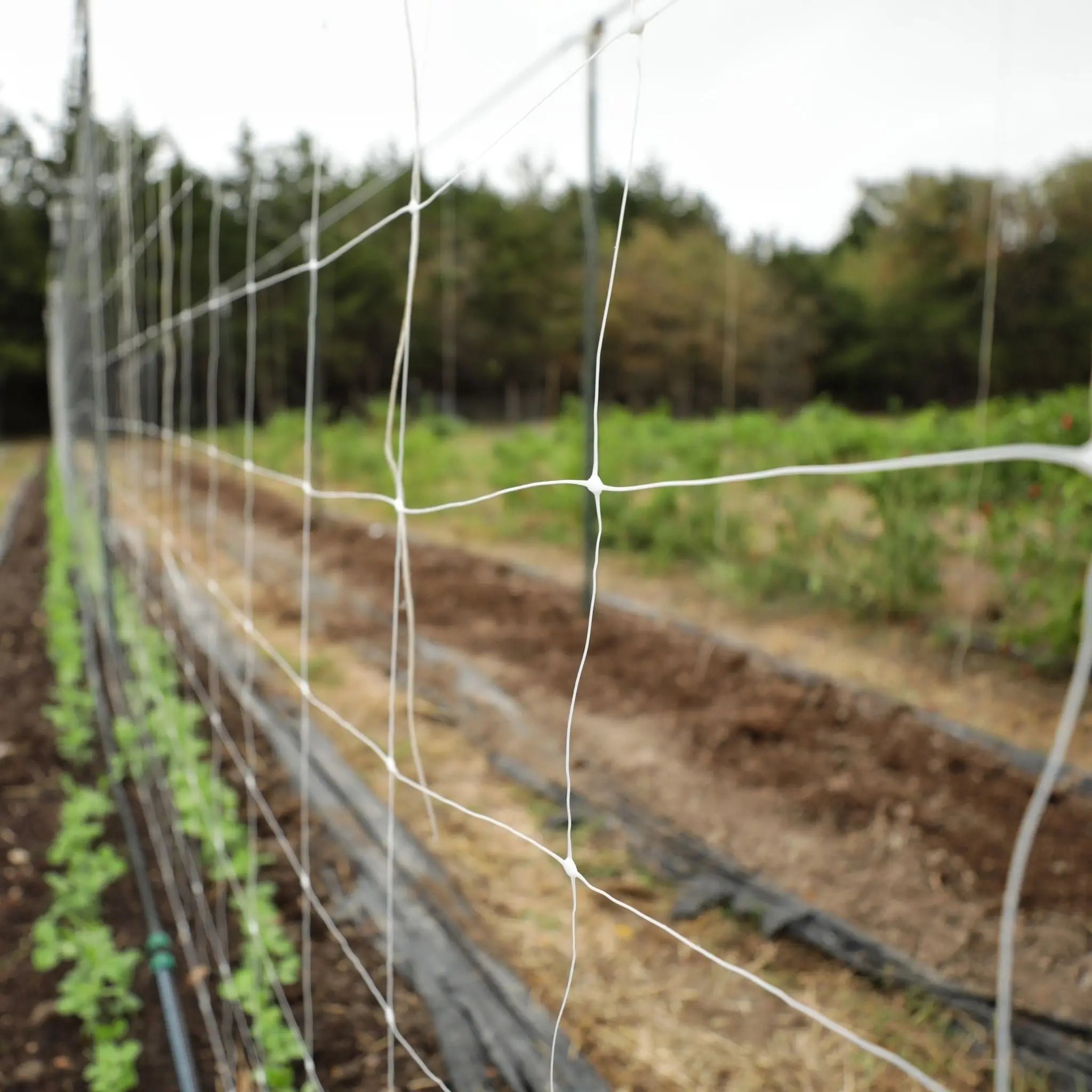 bootstrap-farmer-trellis-netting-6-mesh-durable-polypropylene-for-vertical-garde image 7