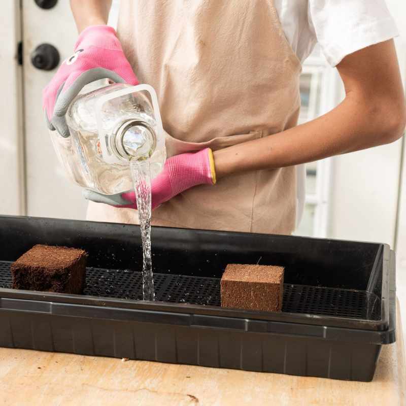 bootstrap-farmer-mushroom-grow-kit-complete-setup-with-trays-and-coco-coir image 2