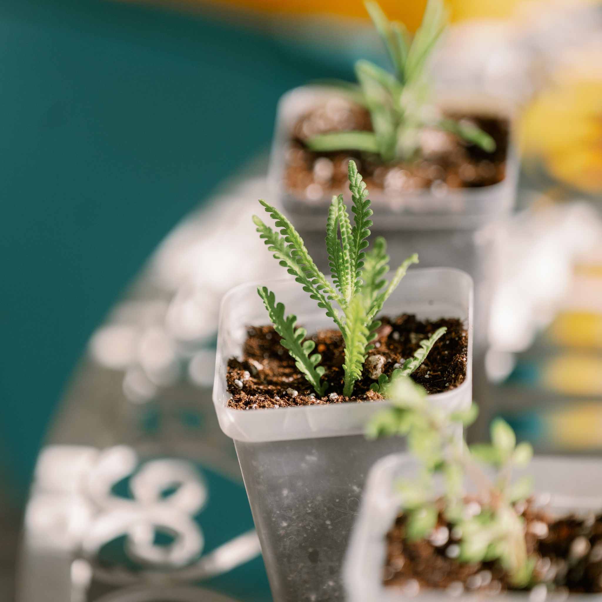 bootstrap-farmer-propagation-kit-with-trays-domes-pots image 3