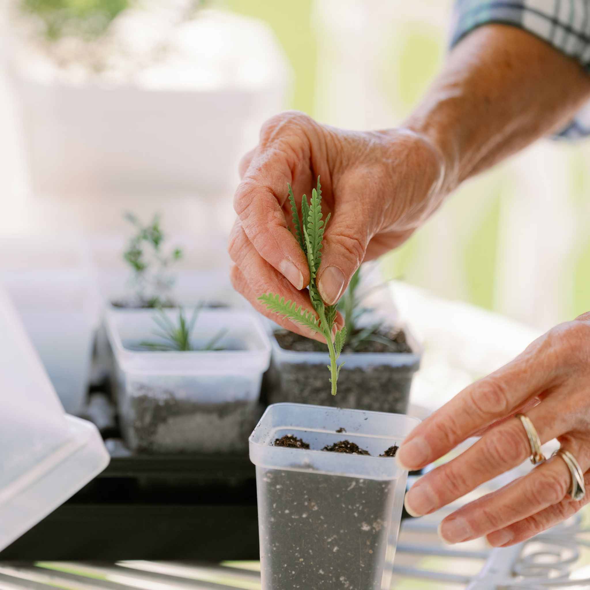 bootstrap-farmer-propagation-kit-with-trays-domes-pots image 2