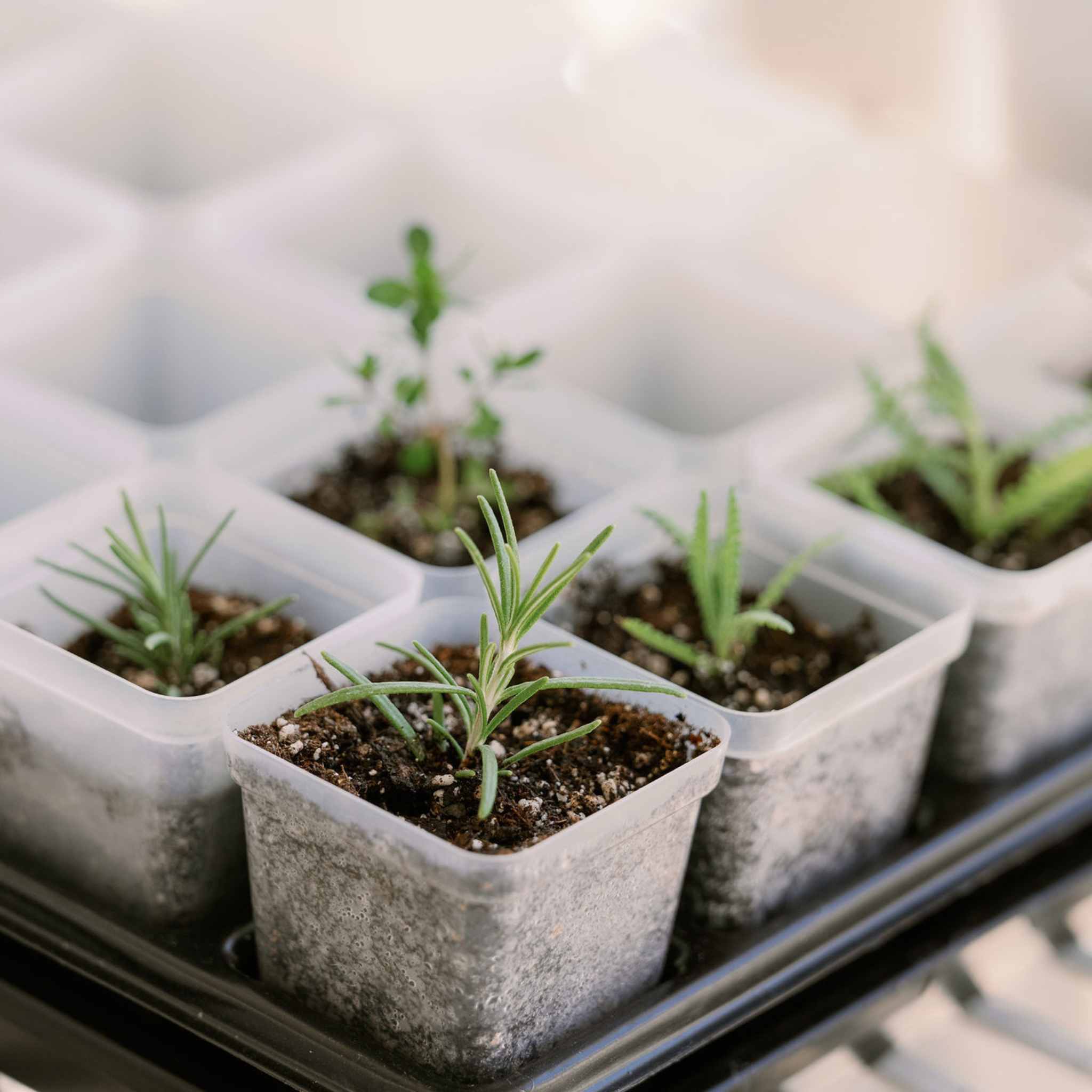 bootstrap-farmer-propagation-kit-with-trays-domes-pots image 4