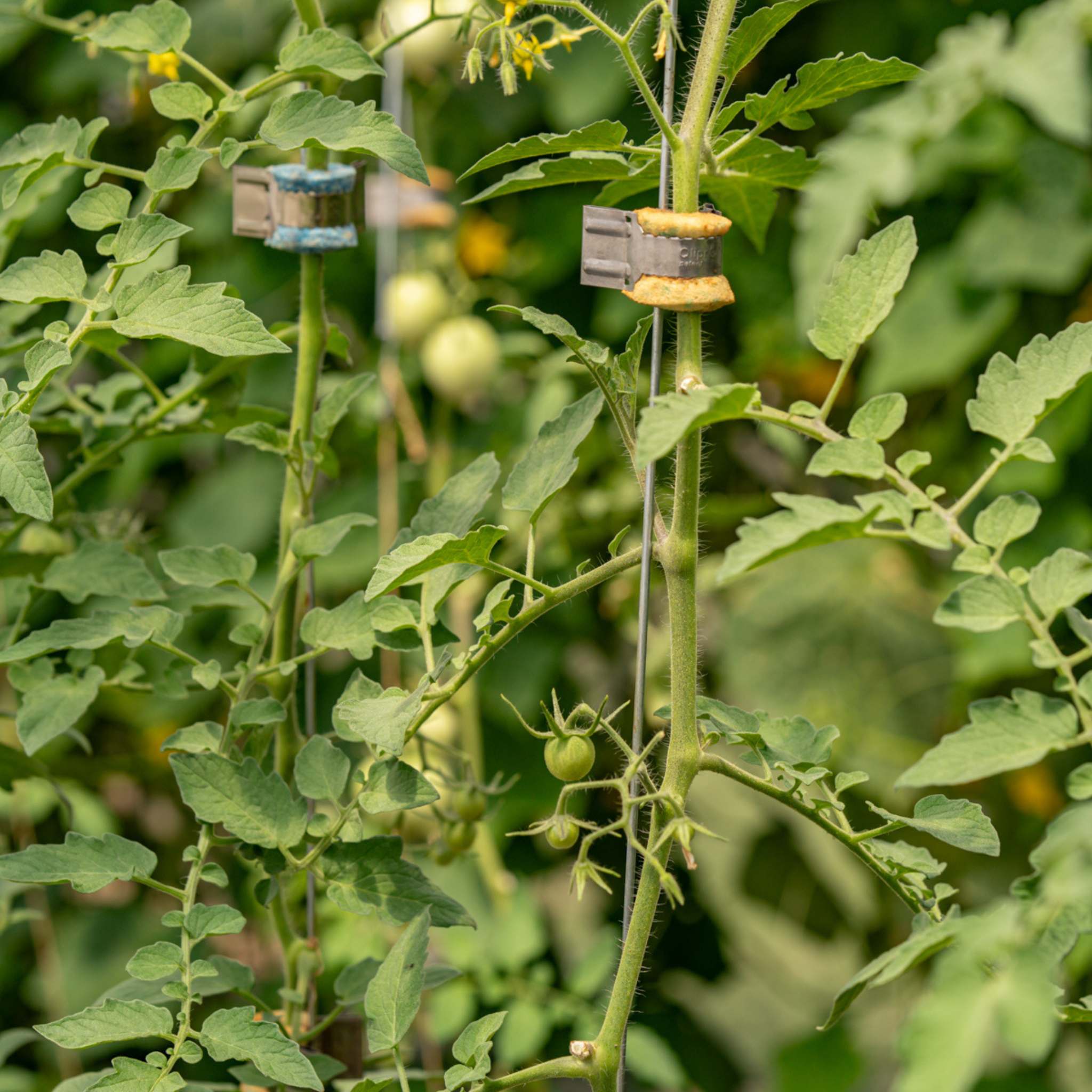 bootstrap-farmer-qlipr-trellising-system-reusable-stainless-steel-clips-for-toma image 3