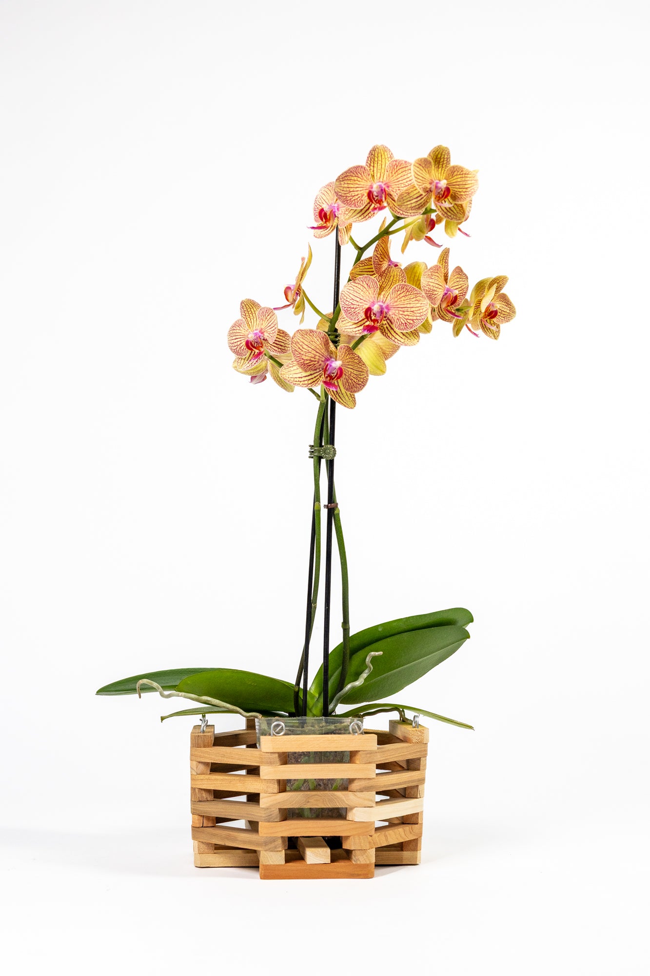greenes-fence-aromatic-cedar-orchid-display-basket-set-rcp3c image 4