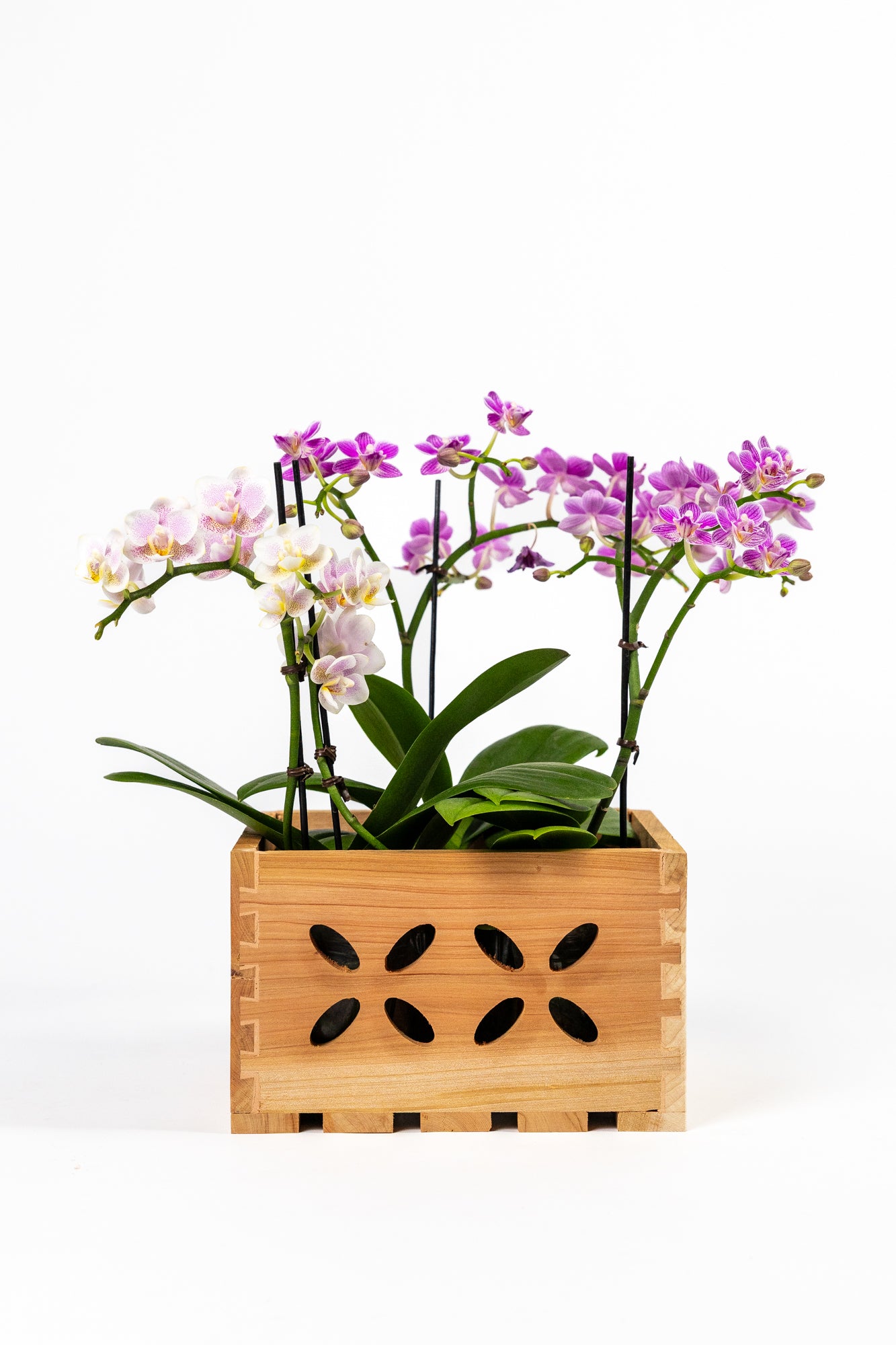 greenes-fence-aromatic-cedar-orchid-display-box-set-with-floral-cutouts-3-assort image 4