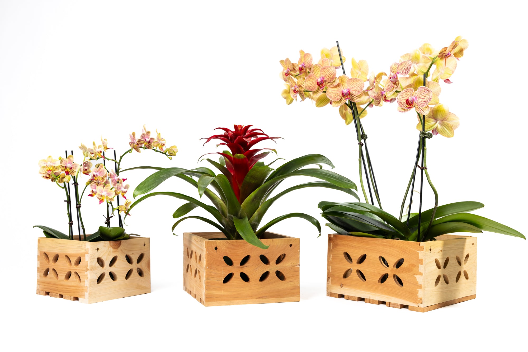 greenes-fence-aromatic-cedar-orchid-display-box-set-with-floral-cutouts-3-assort image 1