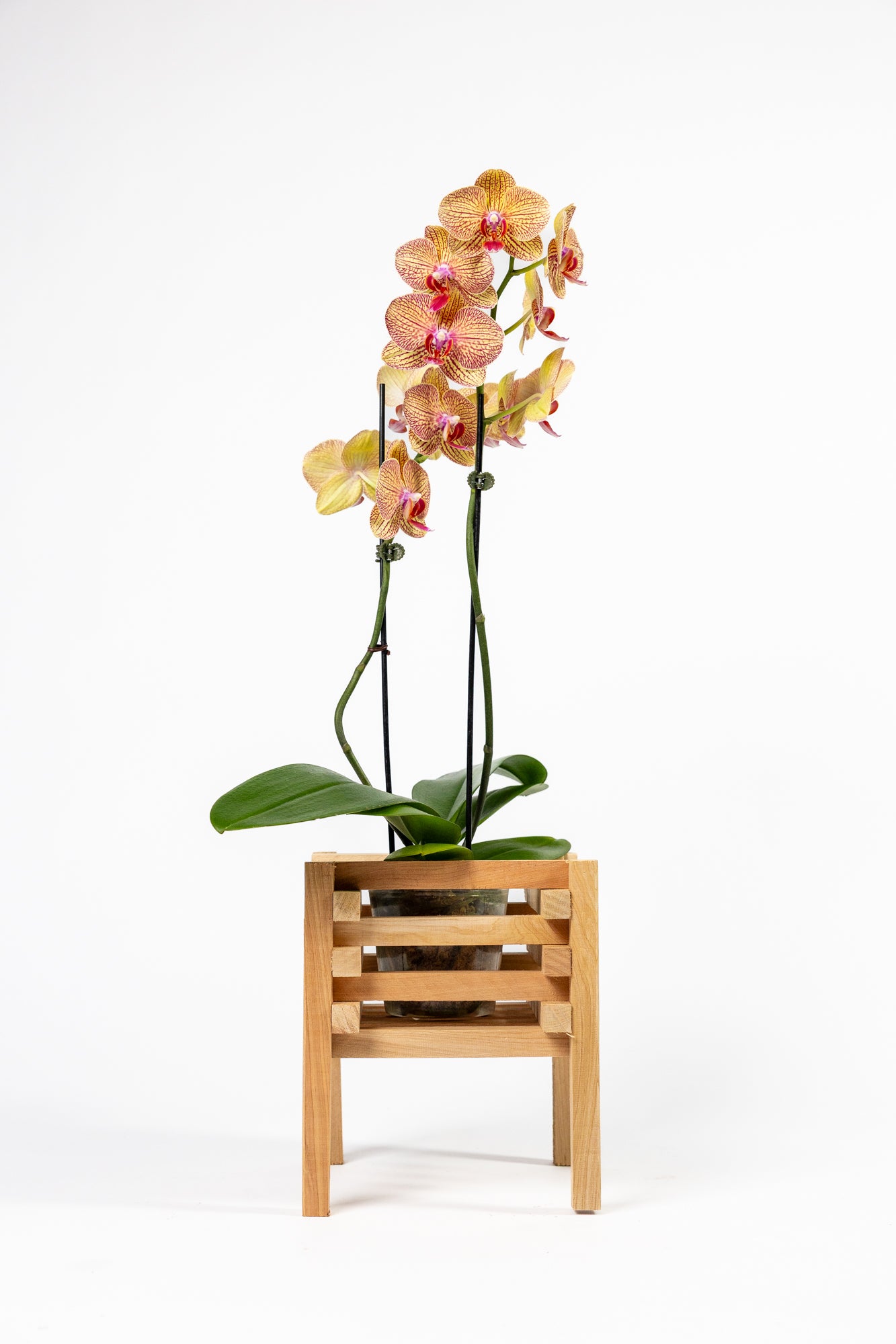 greenes-fence-aromatic-cedar-elevated-orchid-display-stand-set-rcp3l image 4