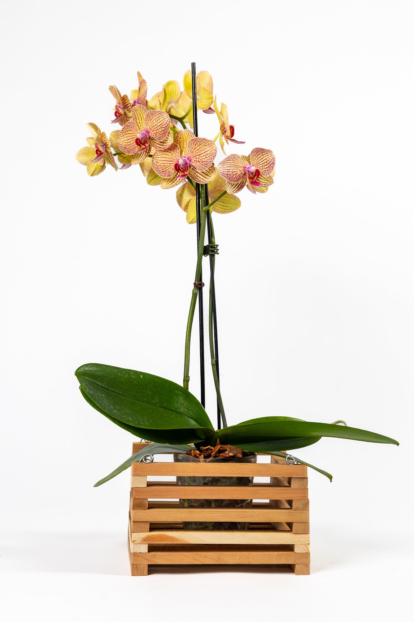 greenes-fence-aromatic-cedar-botanical-display-tray-set-3-pack image 4