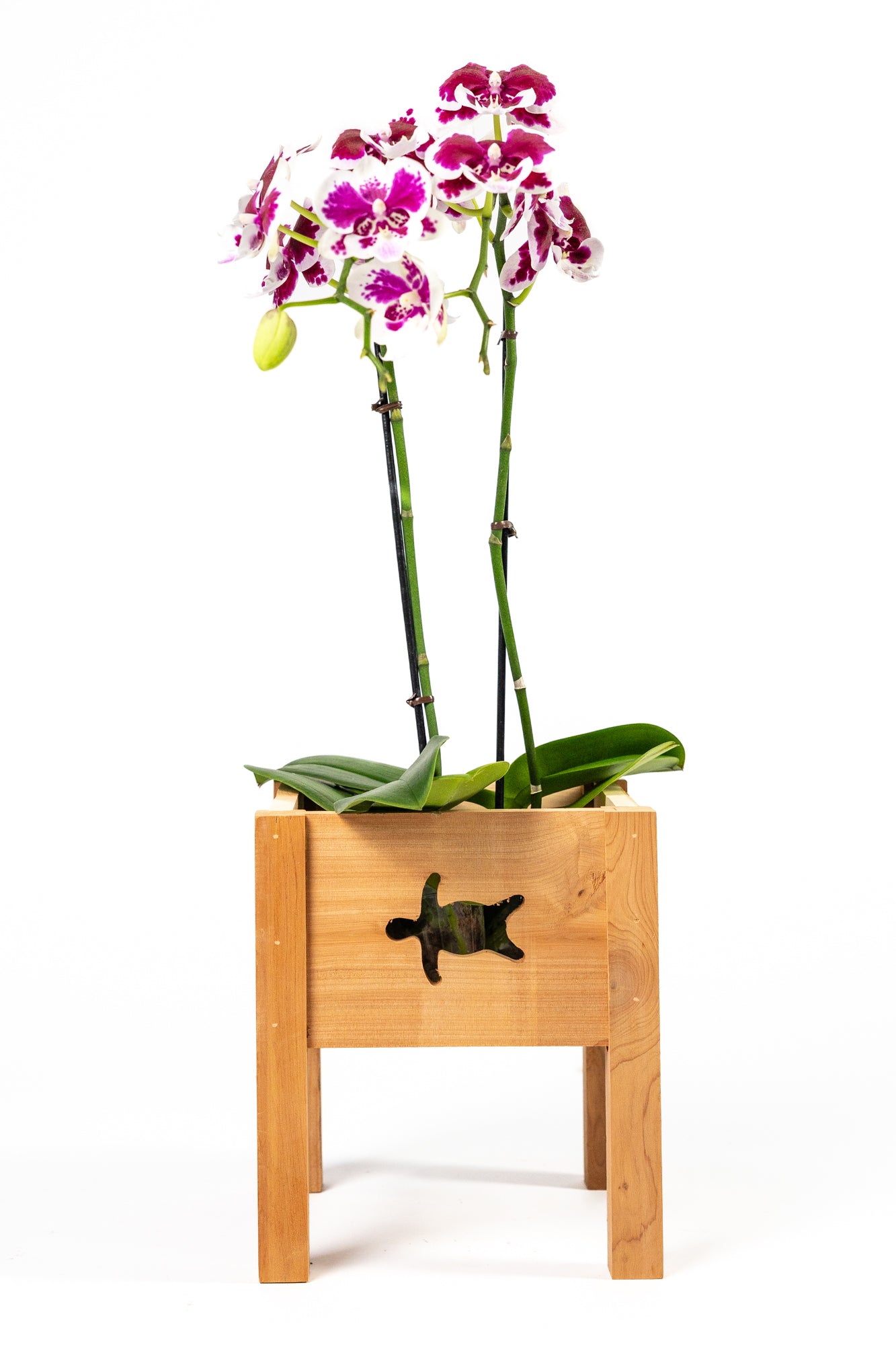 greenes-fence-aromatic-cedar-orchid-display-planter-set-with-turtle-cutouts-rcp3 image 4