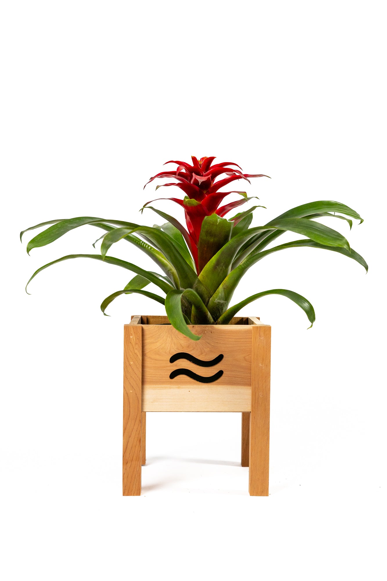 greenes-fence-aromatic-cedar-botanical-display-planter-set-with-wave-cutouts-rcp image 4