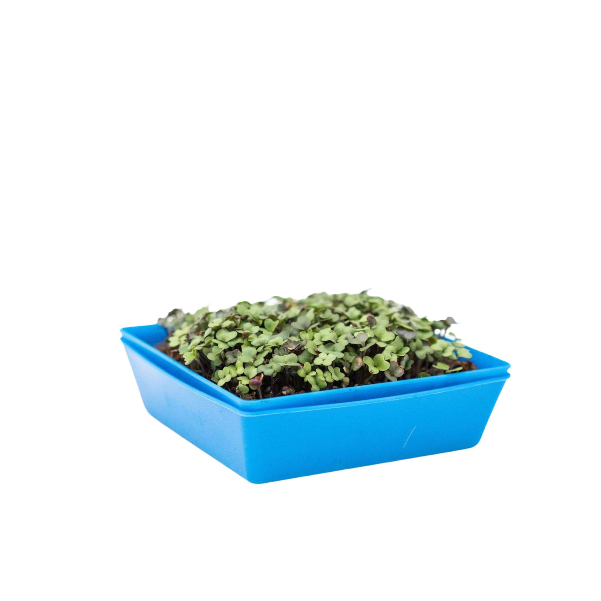 bootstrap-farmer-5x5-extra-strength-shallow-microgreen-trays-8-fit-in-1020-tray image 7
