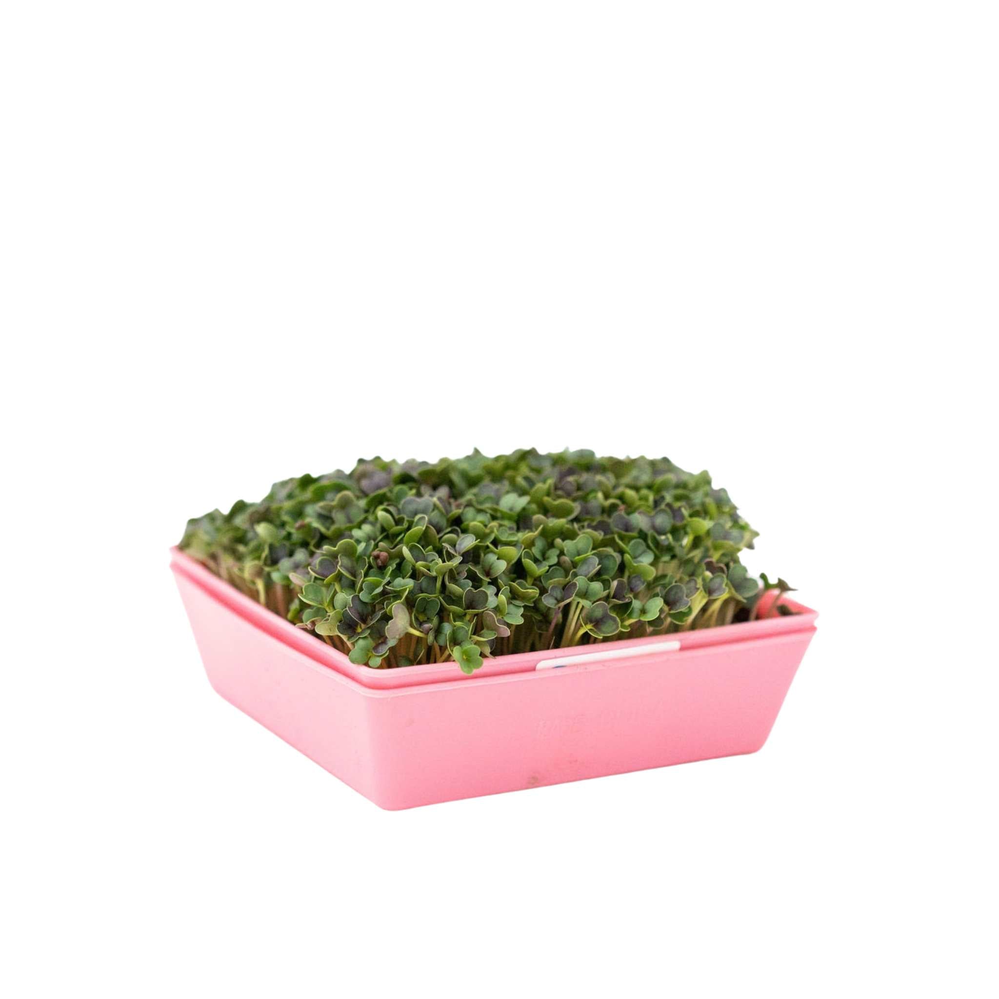 bootstrap-farmer-5x5-extra-strength-shallow-microgreen-trays-8-fit-in-1020-tray image 4