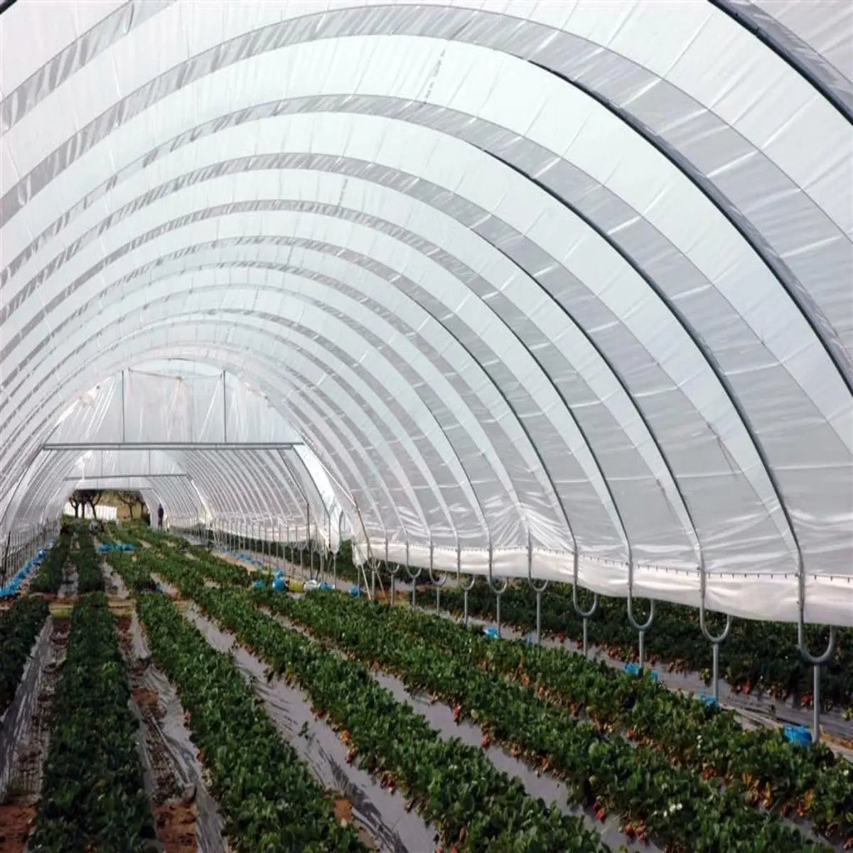 bootstrap-farmer-solarig-156-greenhouse-woven-plastic-8-mil image 6
