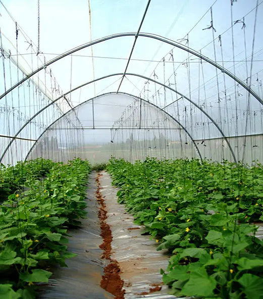 bootstrap-farmer-solarig-156-greenhouse-woven-plastic-8-mil image 8