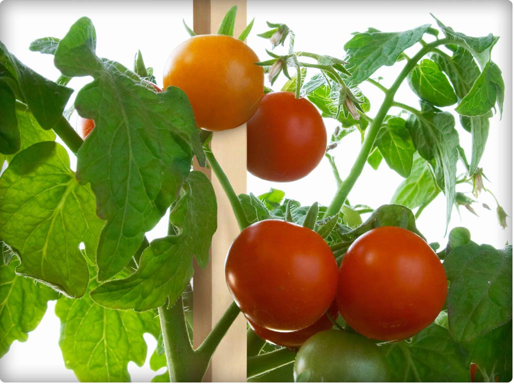 greenes-fence-wooden-garden-stake-6-ft-pack-of-25 image 5