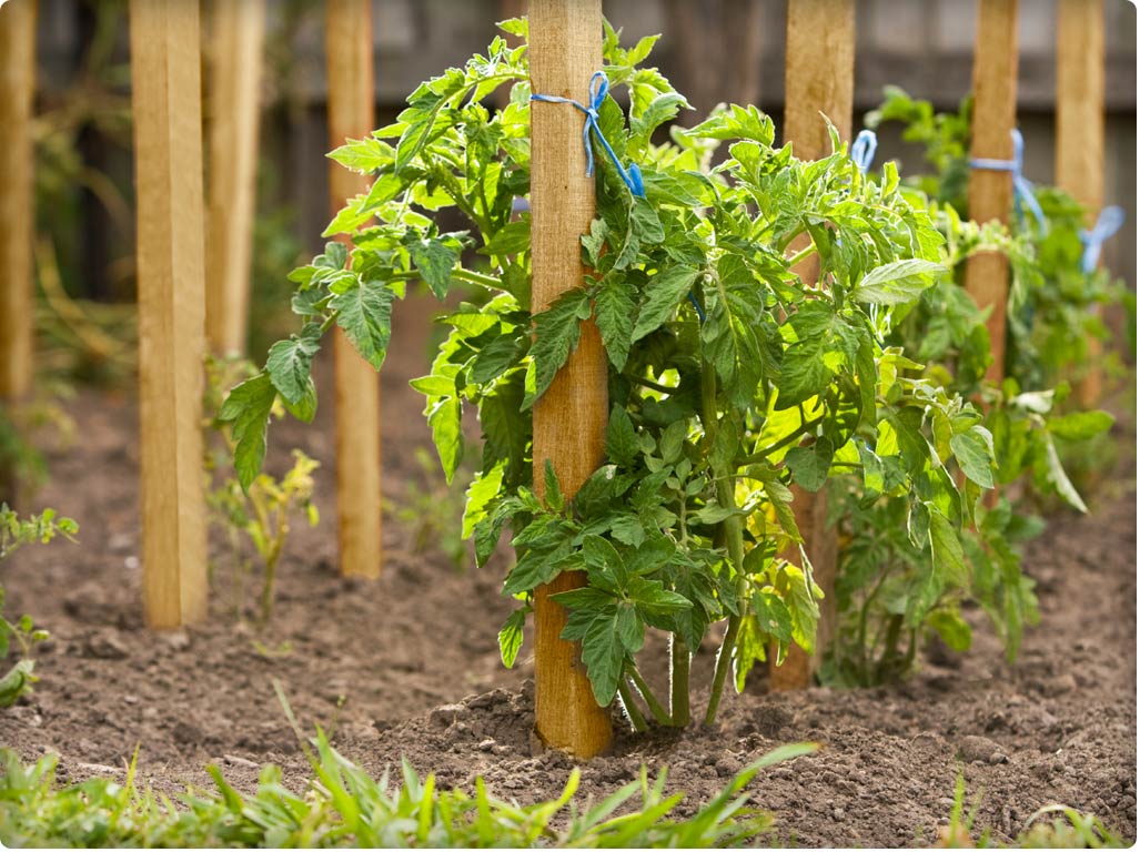 greenes-fence-wooden-garden-stake-6-ft-pack-of-25 image 4