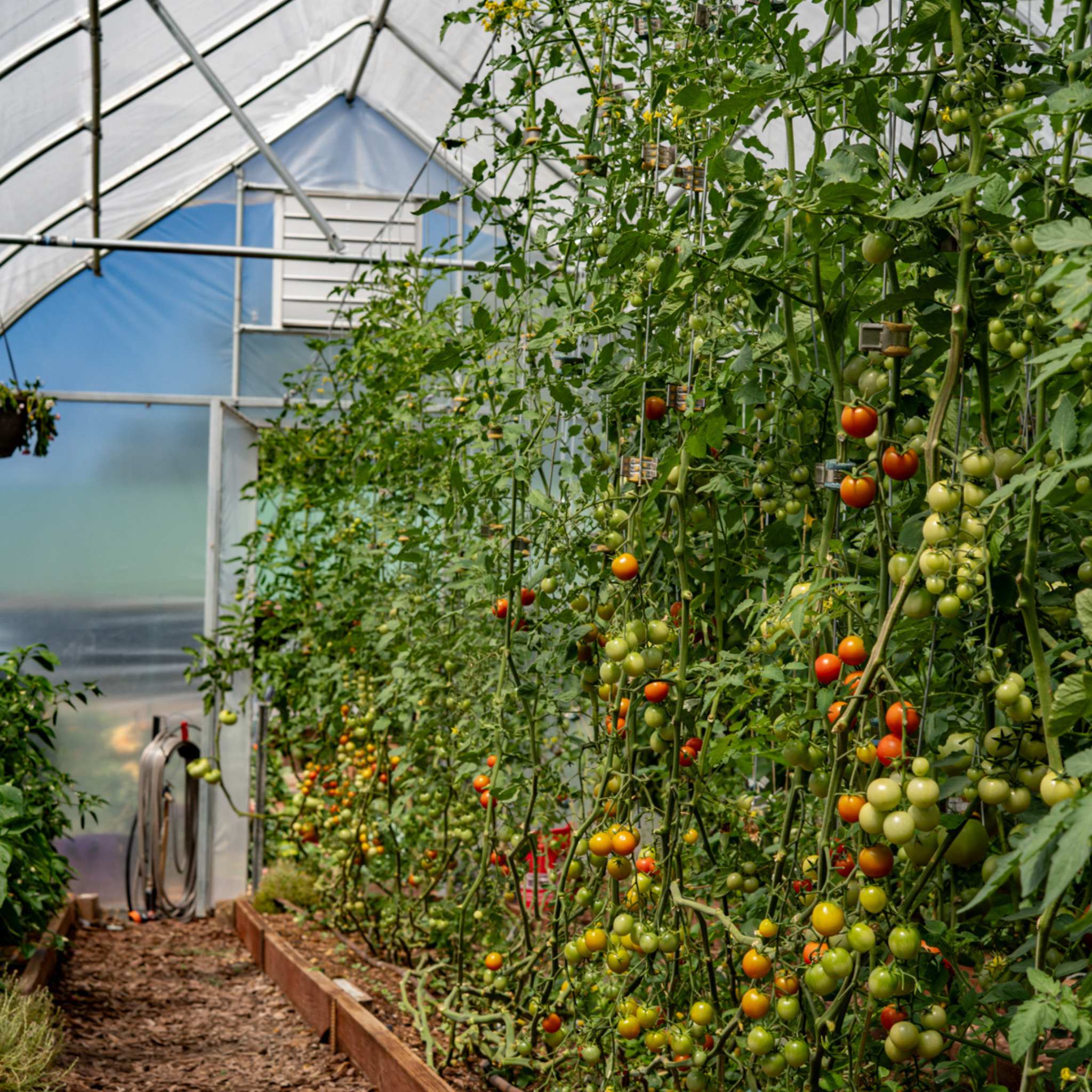 bootstrap-farmer-qlipr-trellising-system-reusable-stainless-steel-clips-for-toma image 2
