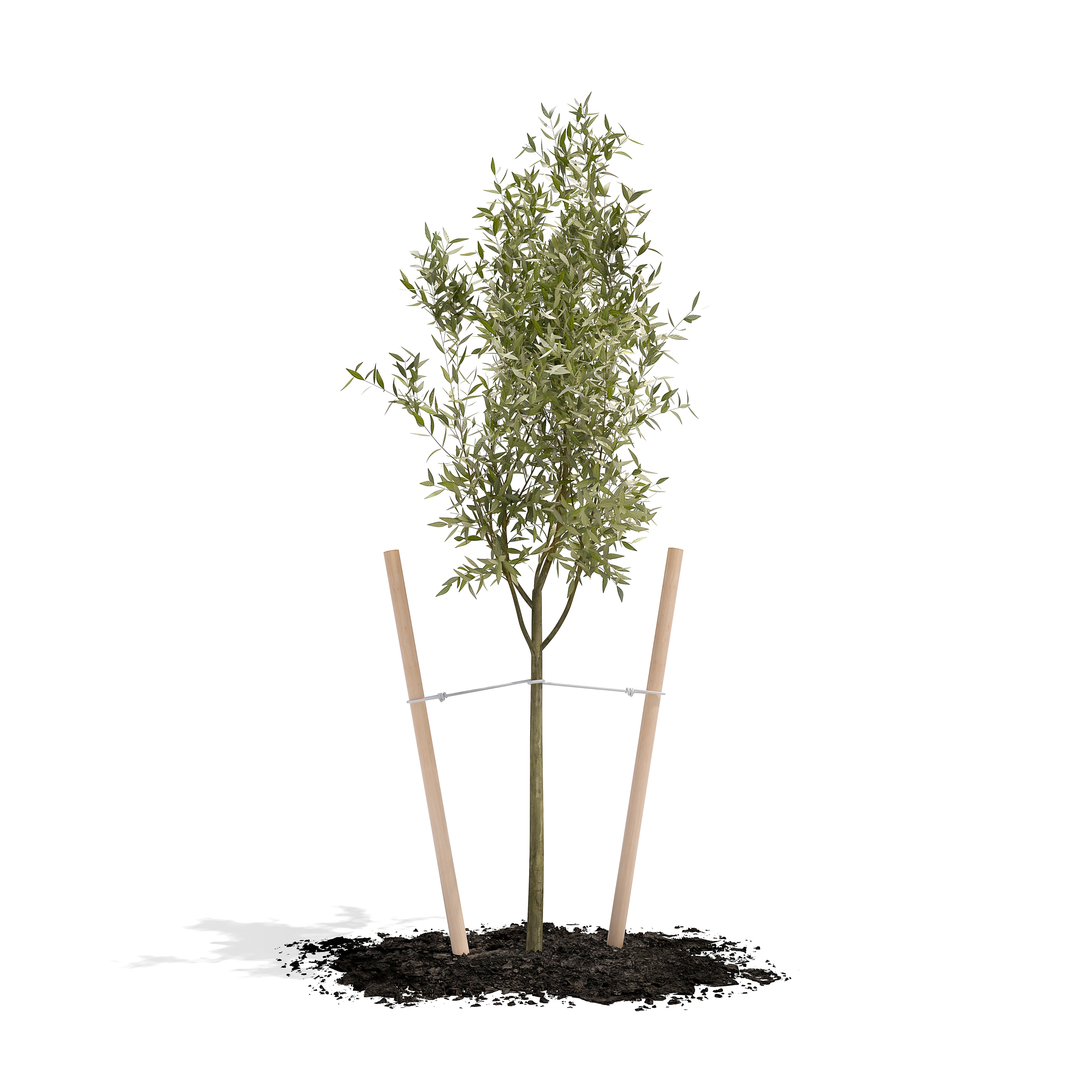 greenes-fence-treated-lodge-pole-tree-stake-8-ft-rc80tr8 image 2