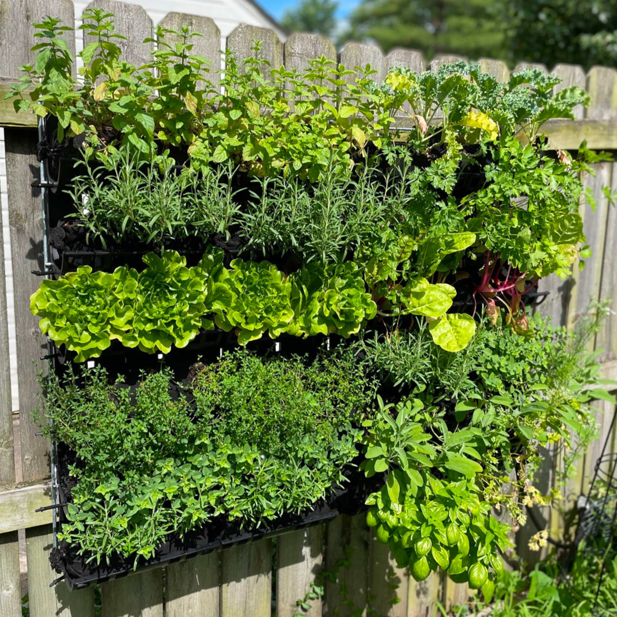 bootstrap-farmer-varden-kitchen-garden-vertical-garden-kit image 7