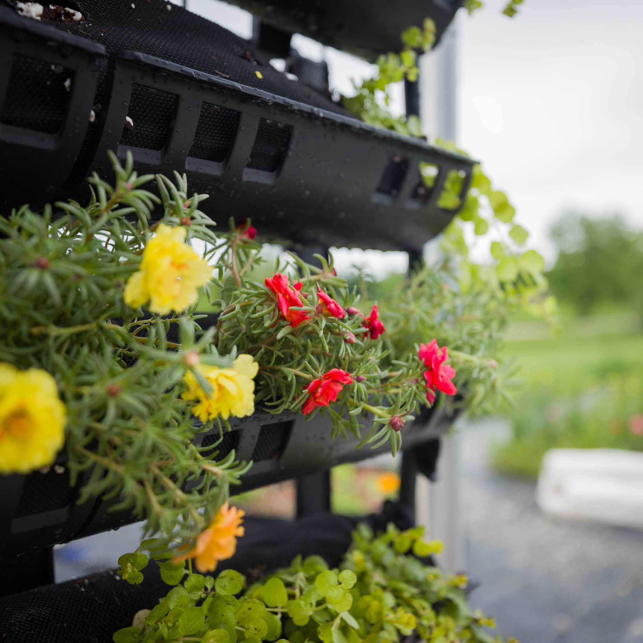 bootstrap-farmer-varden-kitchen-garden-vertical-garden-kit image 3