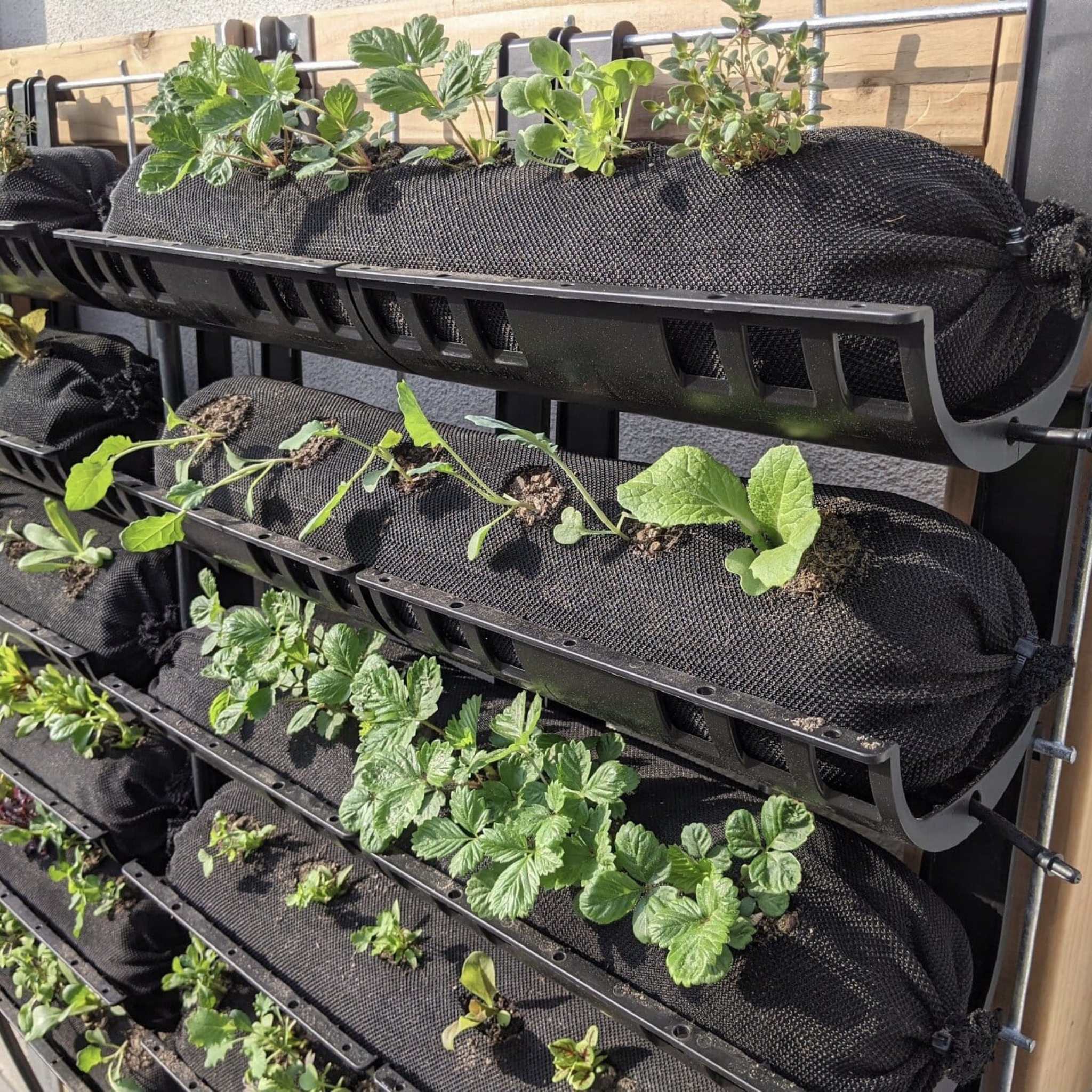 bootstrap-farmer-varden-trays-for-vertical-growing-systems image 7