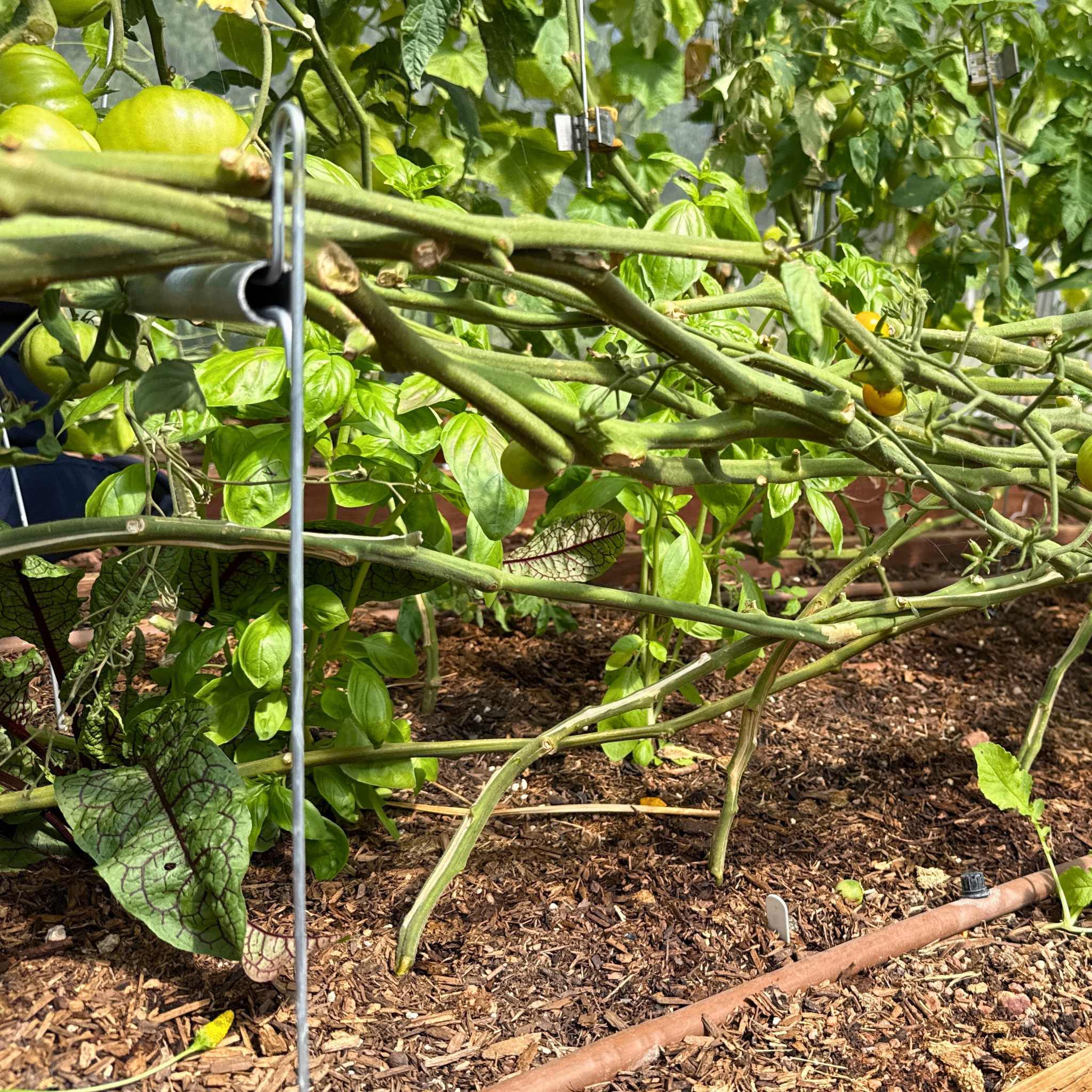 bootstrap-farmer-vine-buddy-trellis-support-lower-and-lean-vine-system image 5