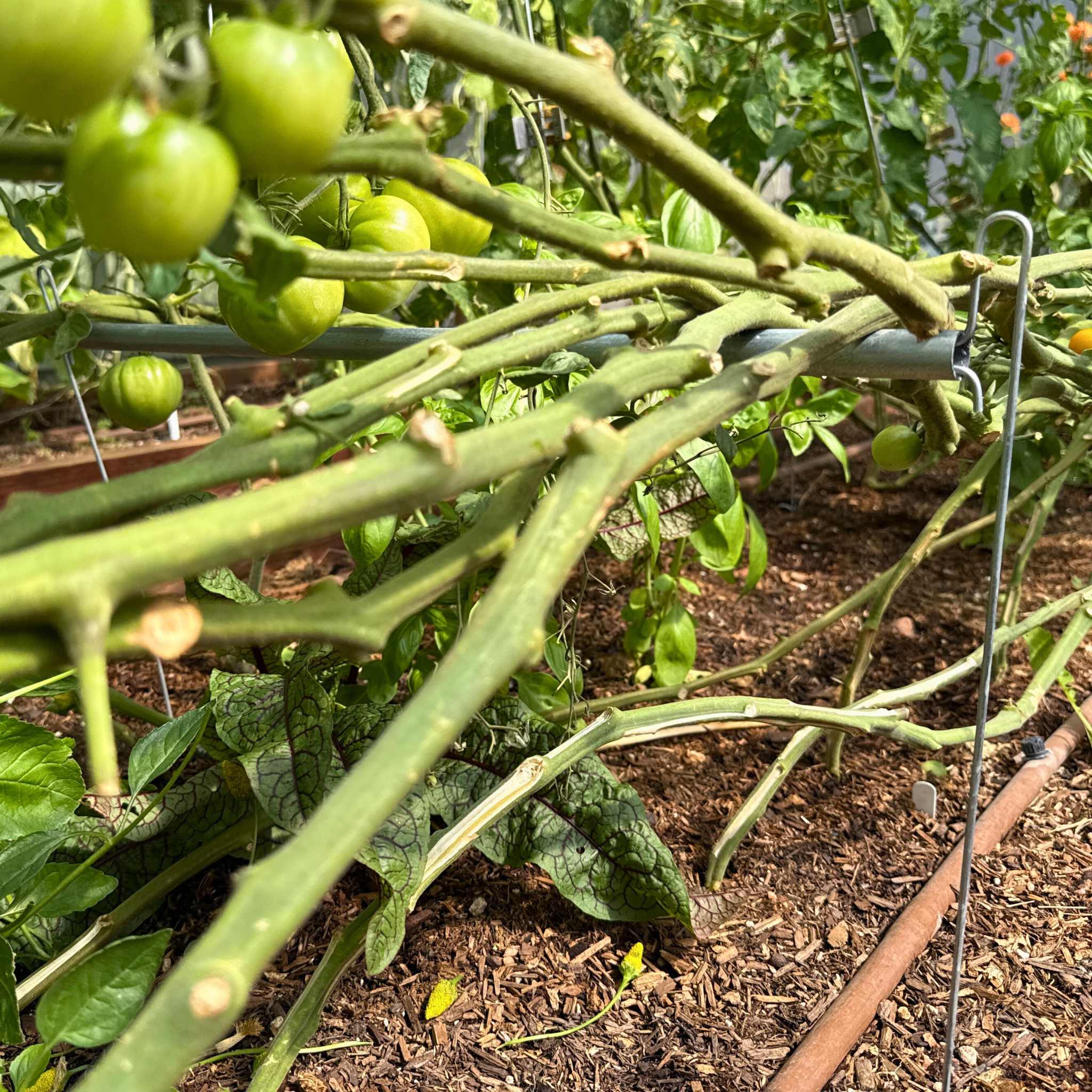 bootstrap-farmer-vine-buddy-trellis-support-lower-and-lean-vine-system image 3