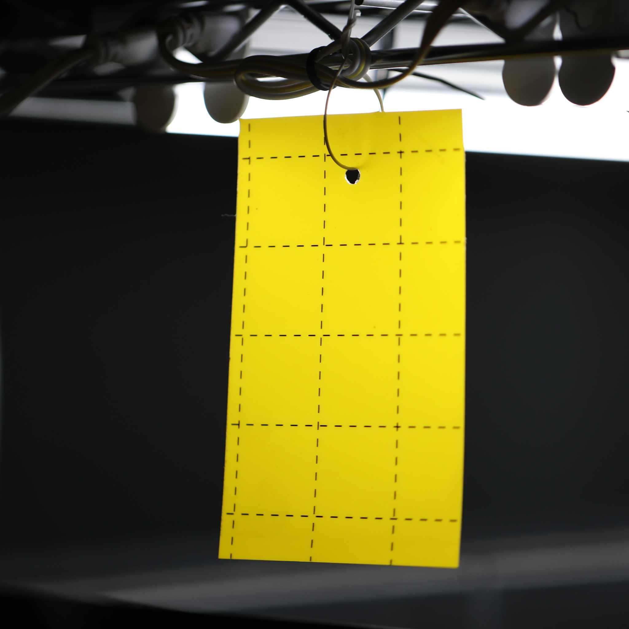 bootstrap-farmer-pest-control-sticky-trap-cards-12-pack-yellow-or-blue image 6