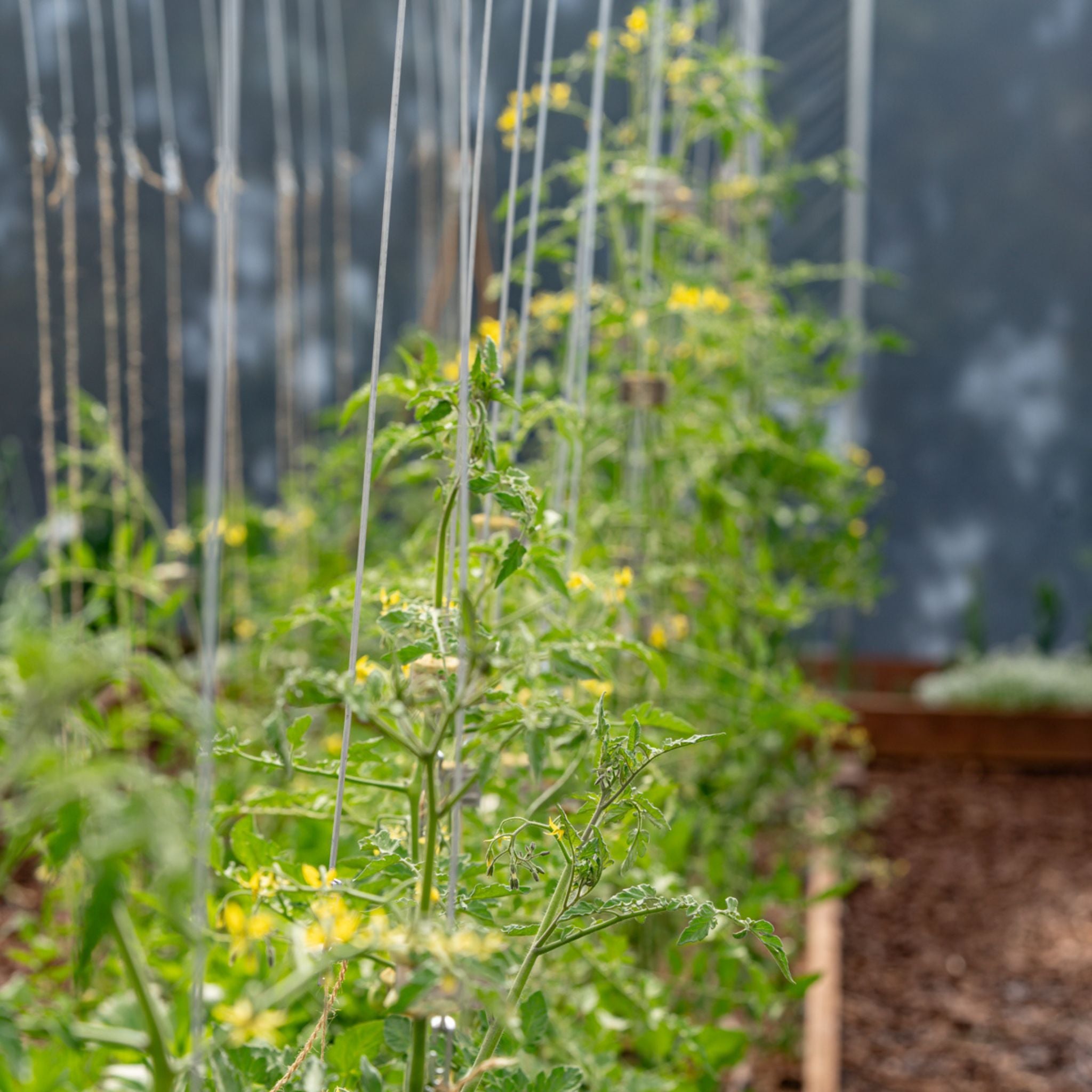 bootstrap-farmer-qlipr-trellising-system-reusable-stainless-steel-clips-for-toma image 4